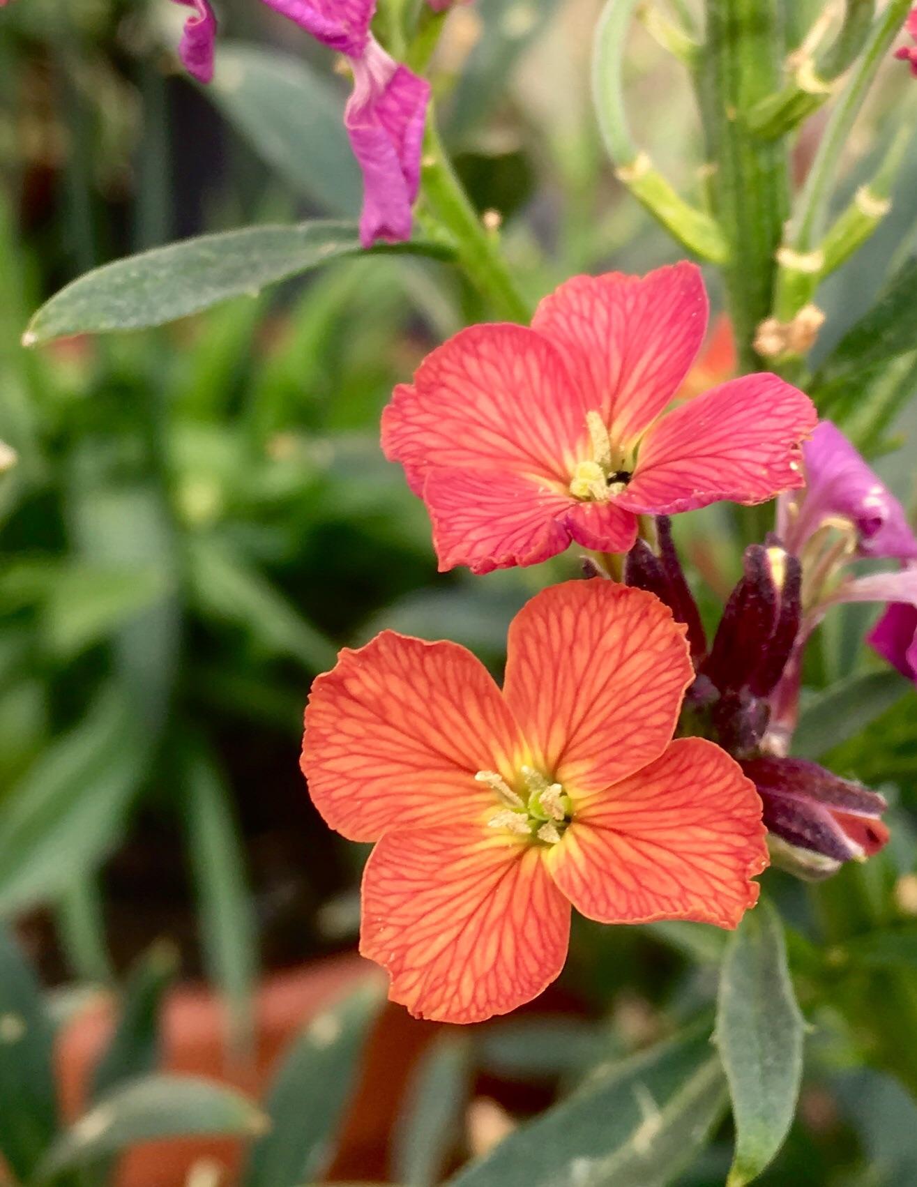 353 best Wallflowers images on Pholder Bathandbodyworks, Emma Watson and Art