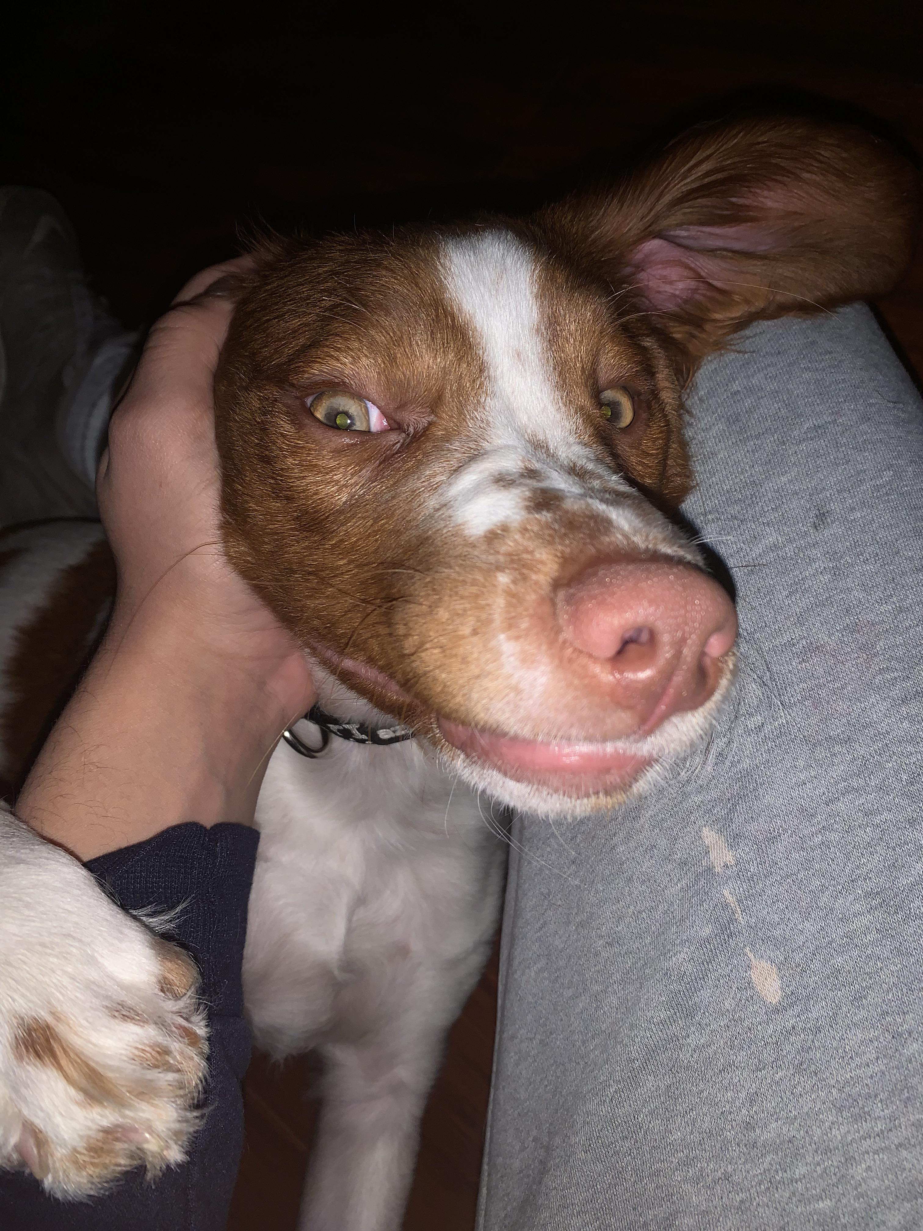 Do all Britts use their paws like hands? My guy Hudson and his “nutzo