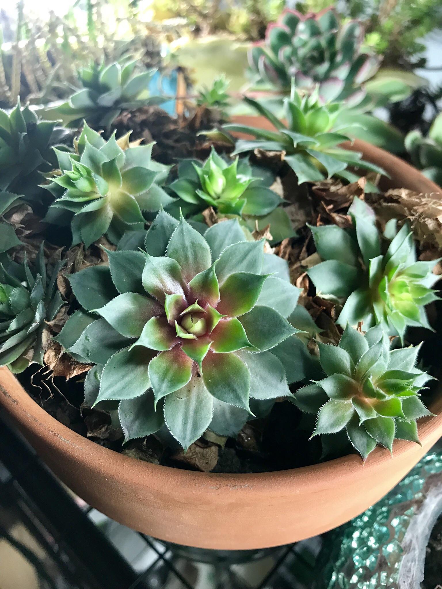 Yay for grow lights in winter! I love the red contrasted with the