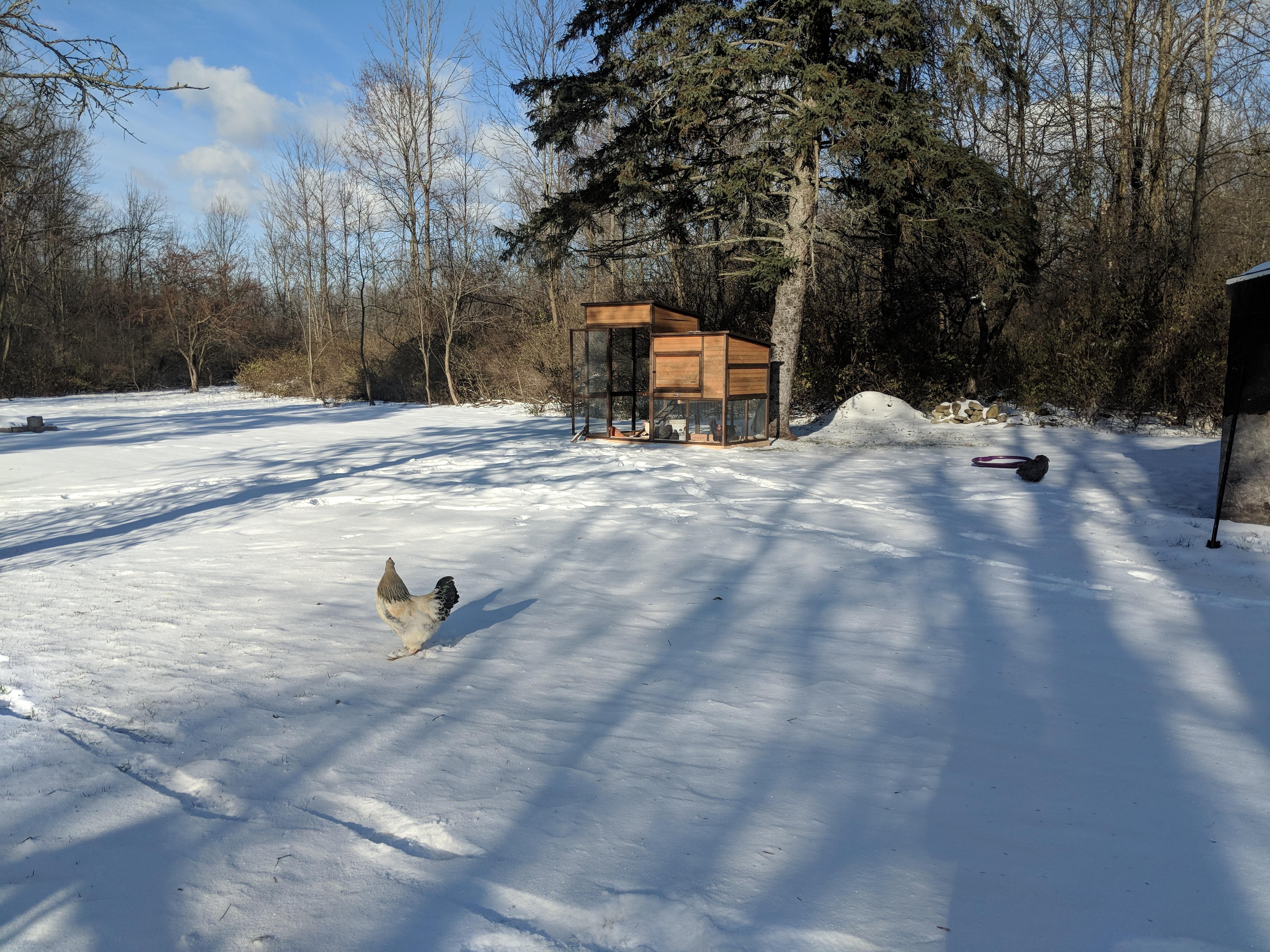 Lone rooster keeping watch. r/homestead