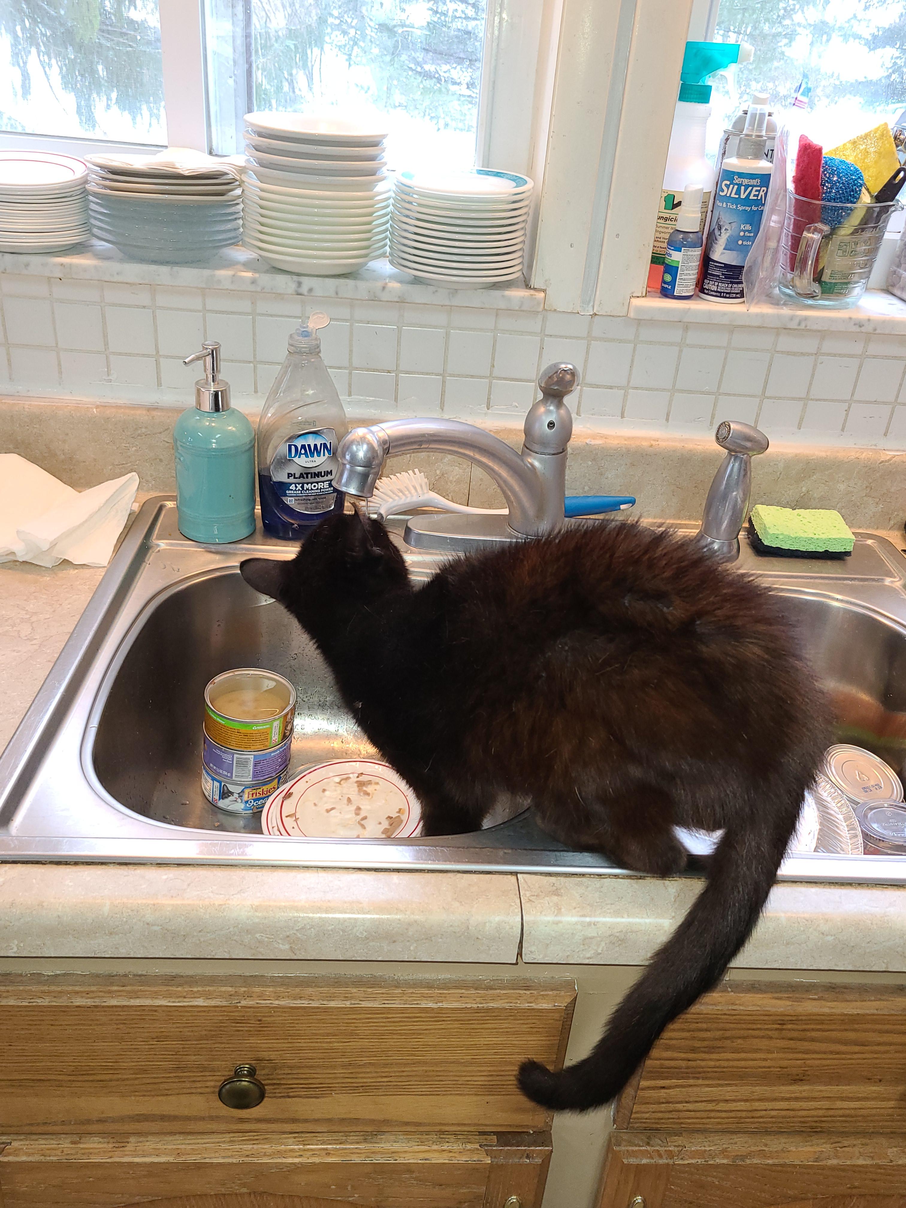 When sink water tastes better than the water in the bowl CatsInSinks