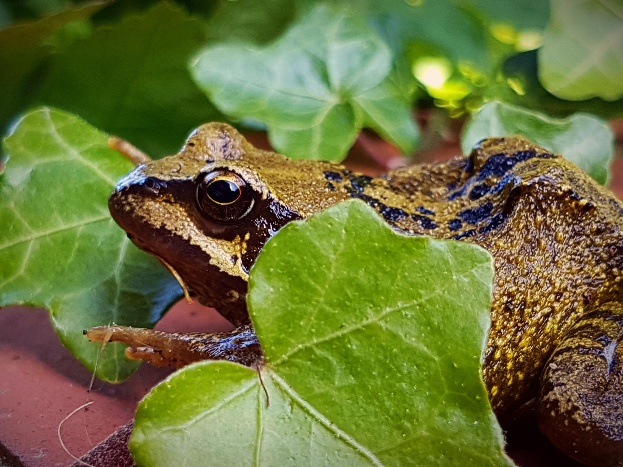 Common frog (UK), rescued from a cat. r/frogs