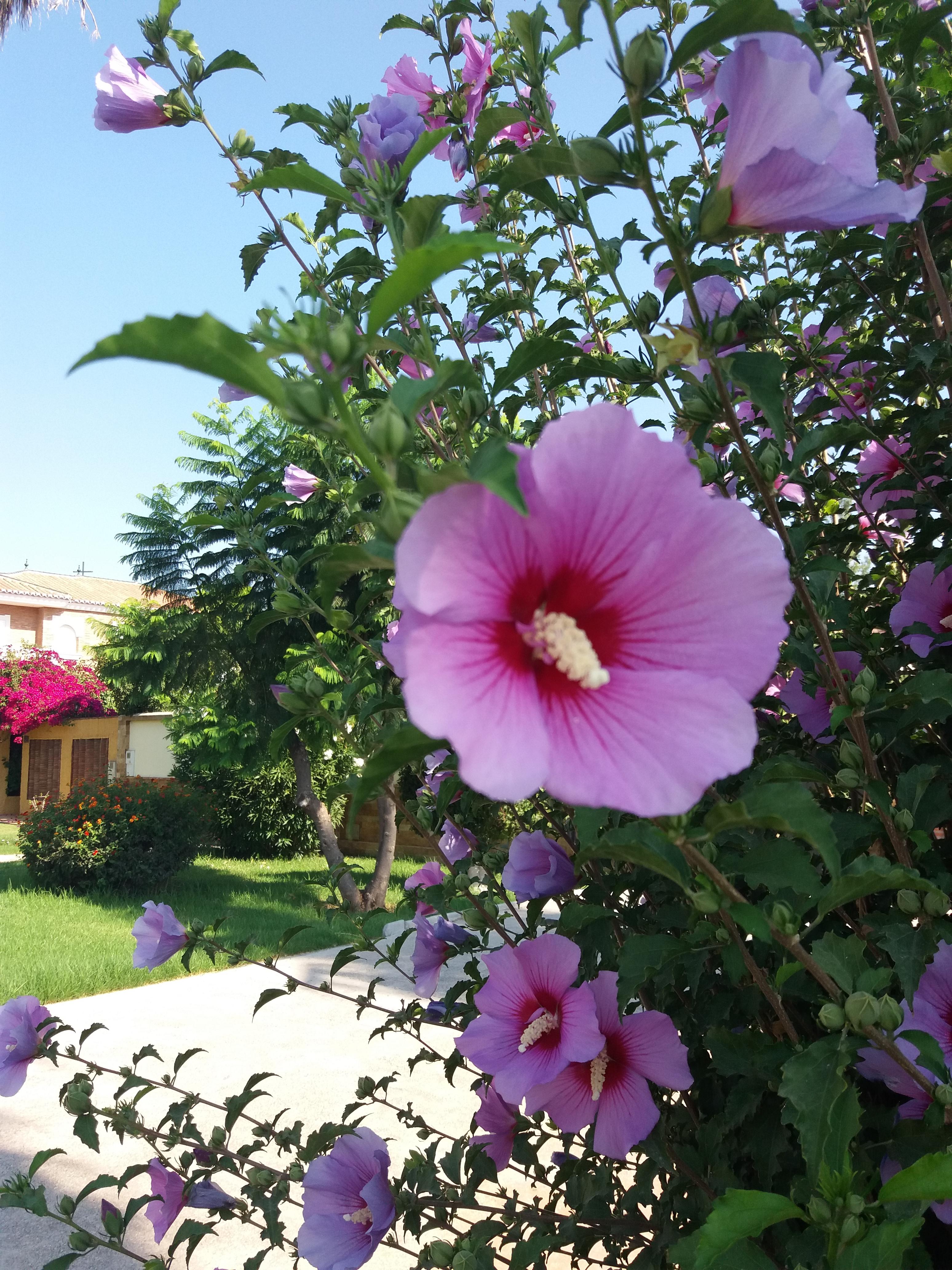 Beautiful Blooms! r/gardening