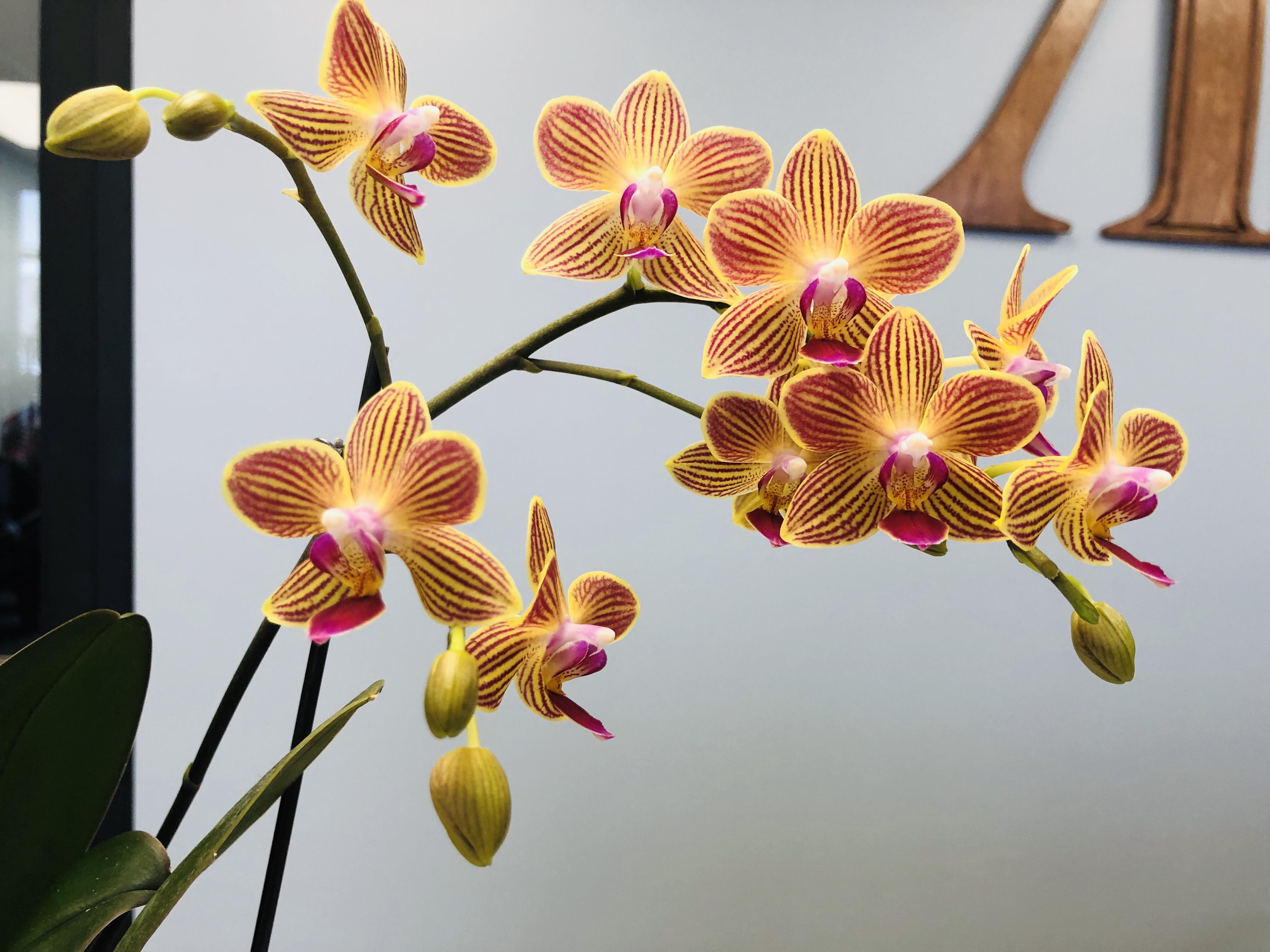 My office orchid going strong r/orchids