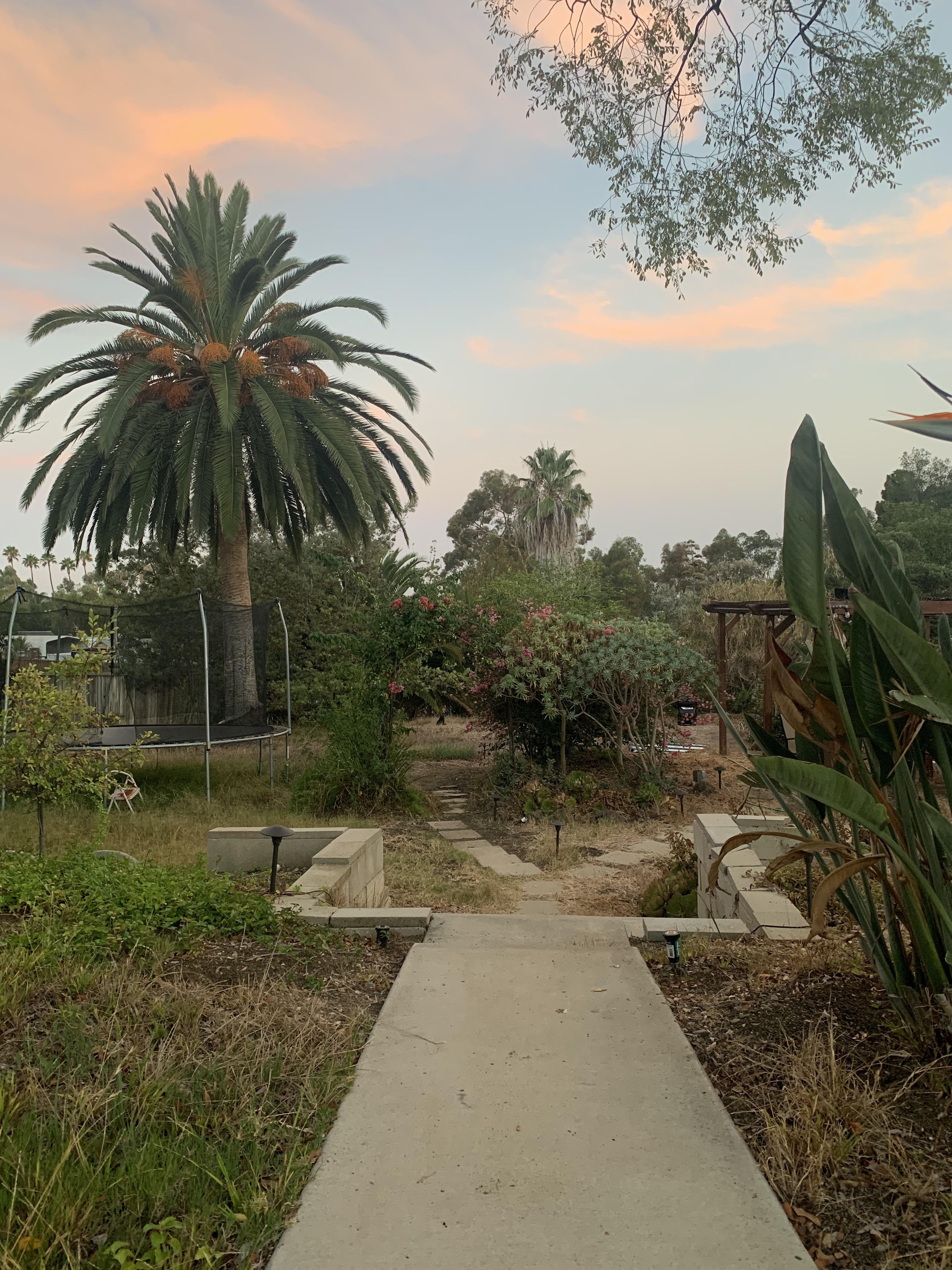 How can I tell if my palm tree is healthy? r/landscaping