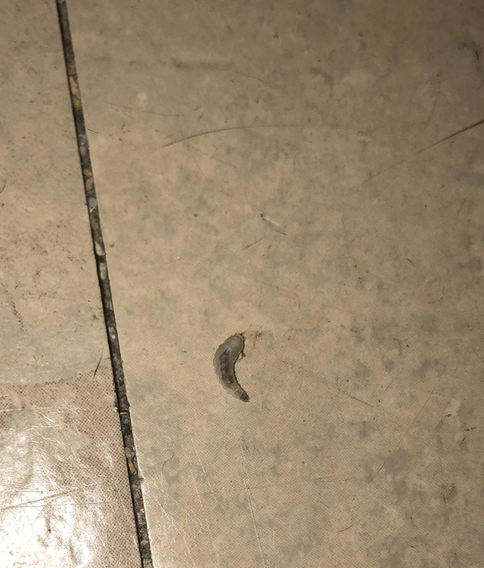 Larvae / worms in bathroom? Can someone help identify what this is? They weren’t coming out of