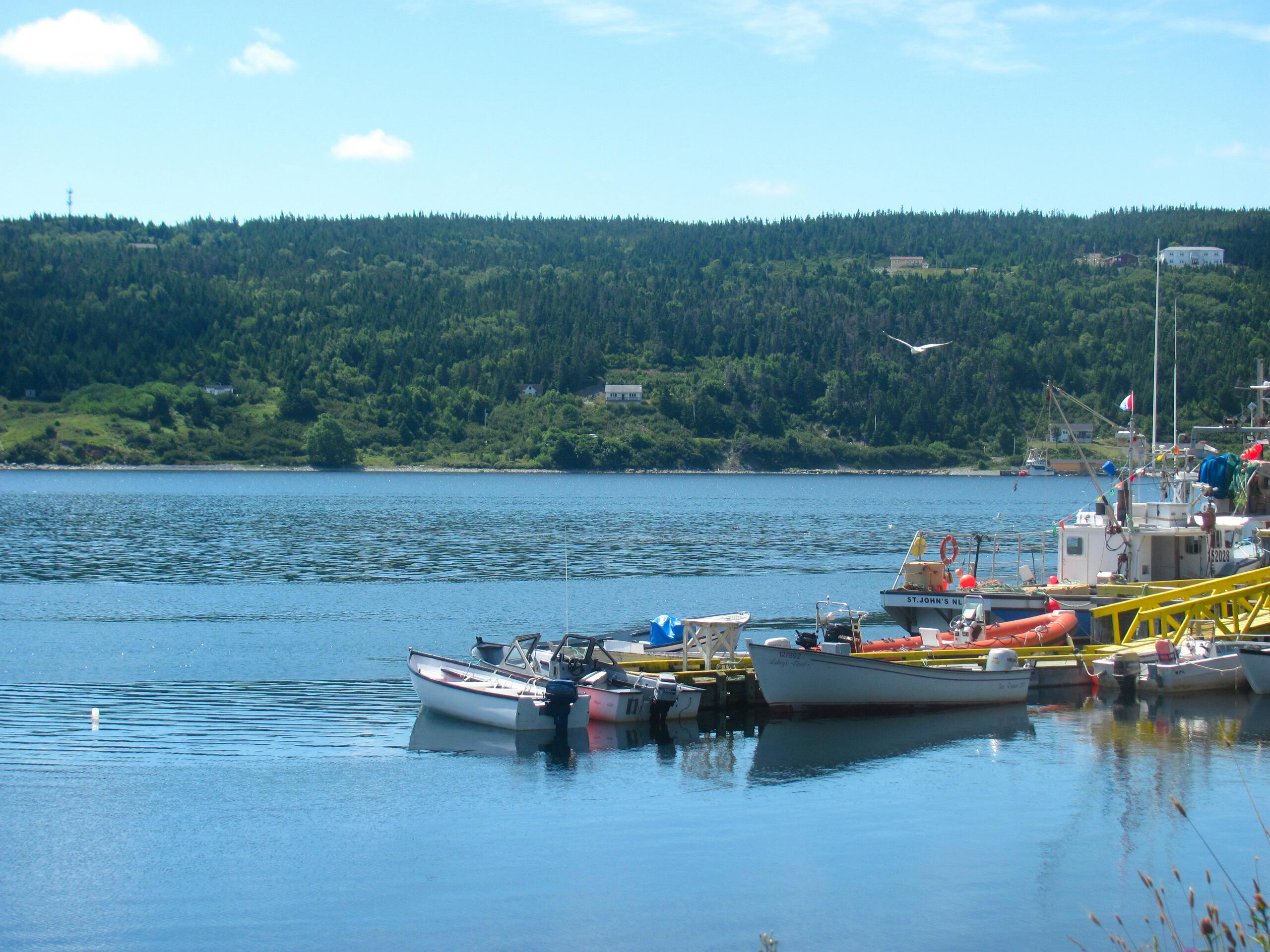 Cape Broyle r/newfoundland
