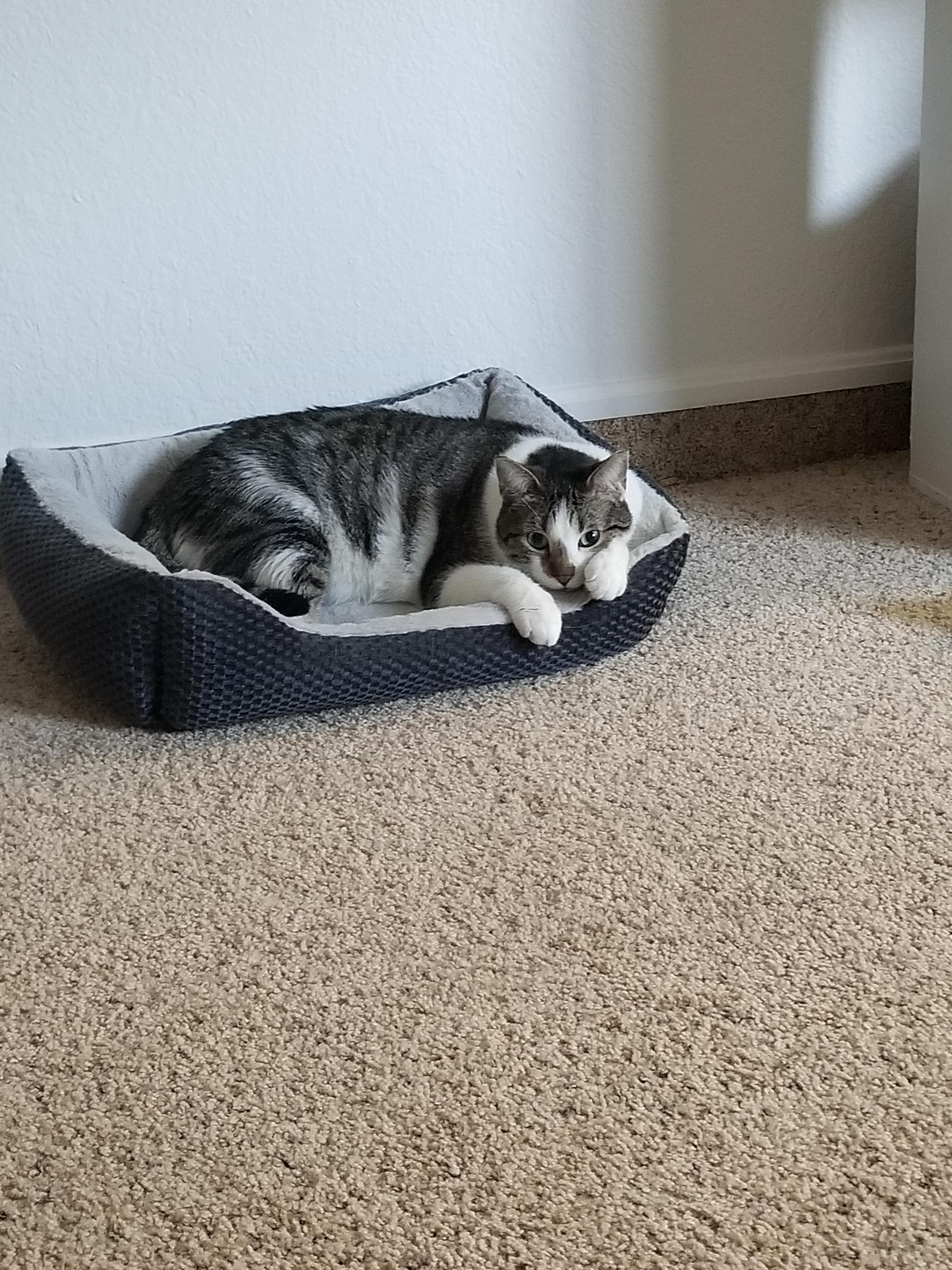 My bestfriend had to get put down yesterday. Can't stop crying thinking