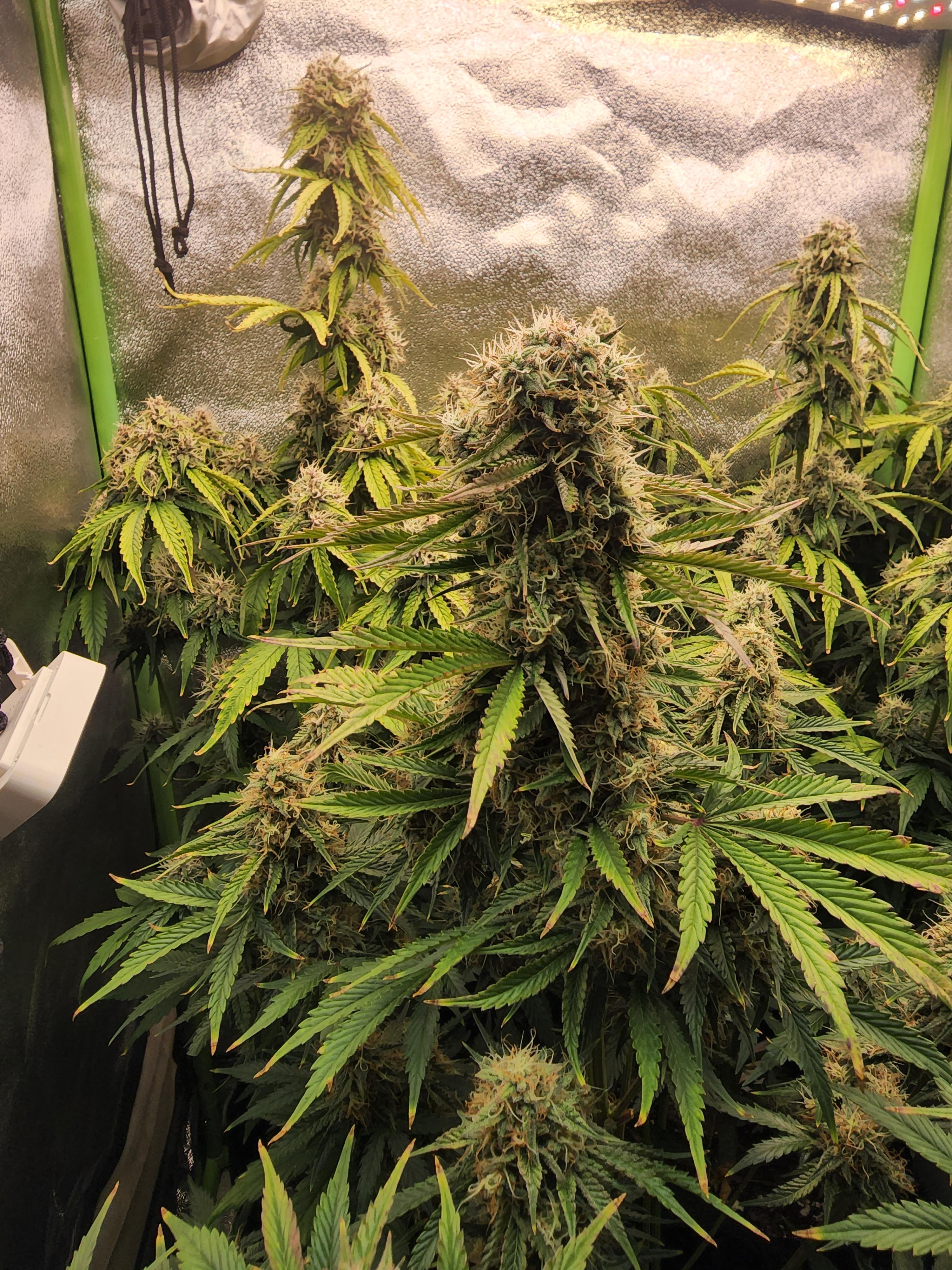 using fox farm ocean soil no germination just planted in soil no nutes