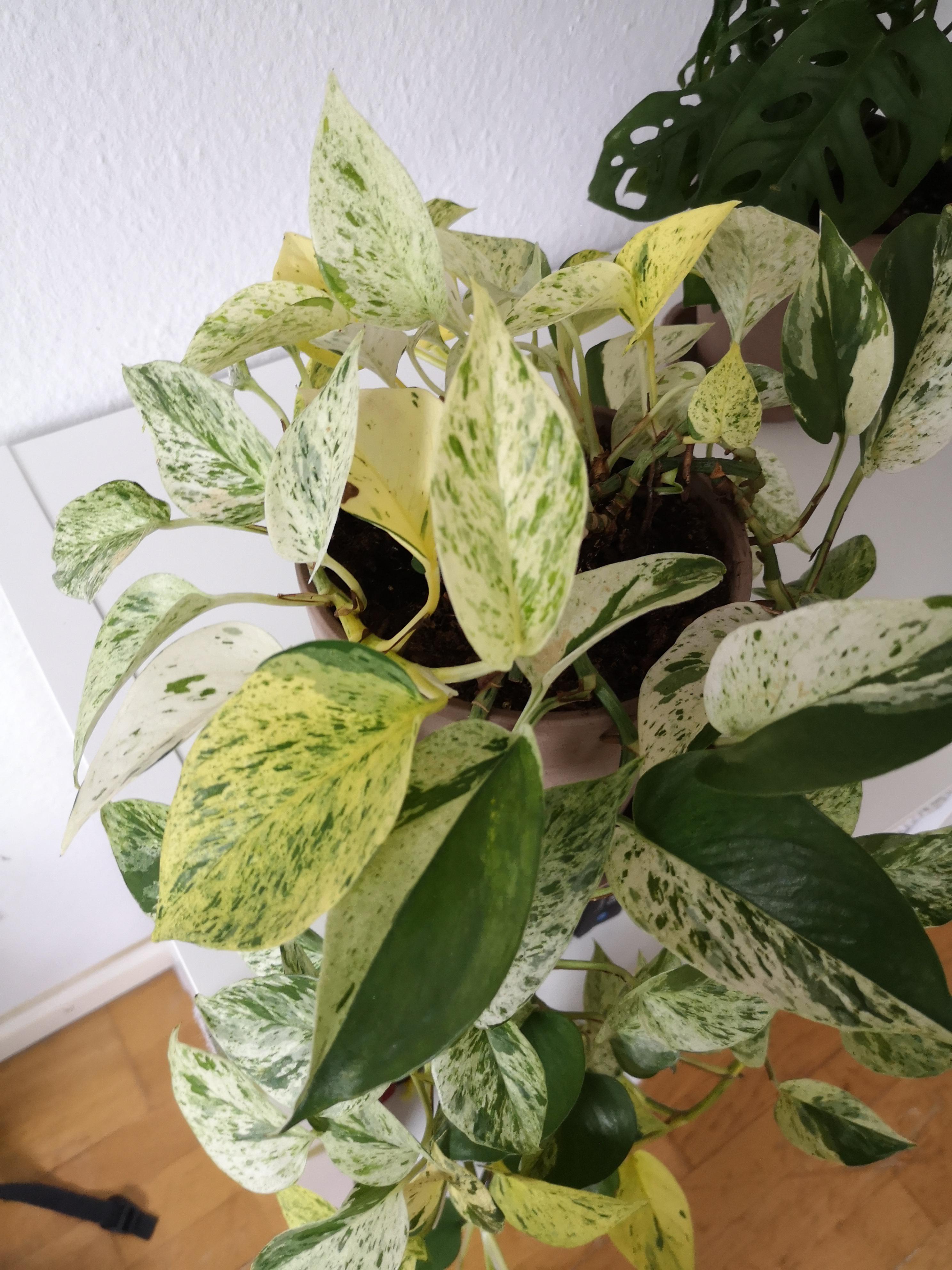 Why Are My Pothos Leaves Turning White? Causes Solutions, 46 OFF
