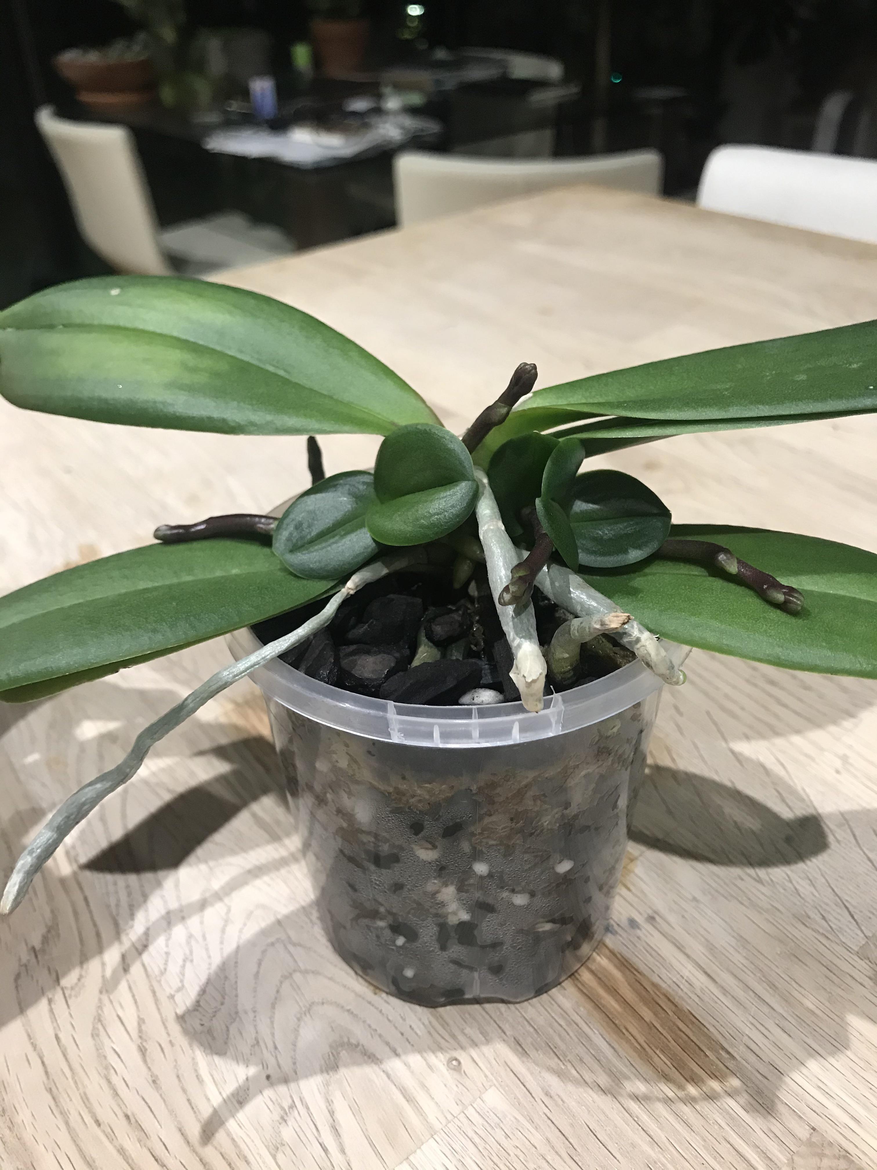 One orchid, two keikis, FOUR spikes! I am thrilled. This will be my