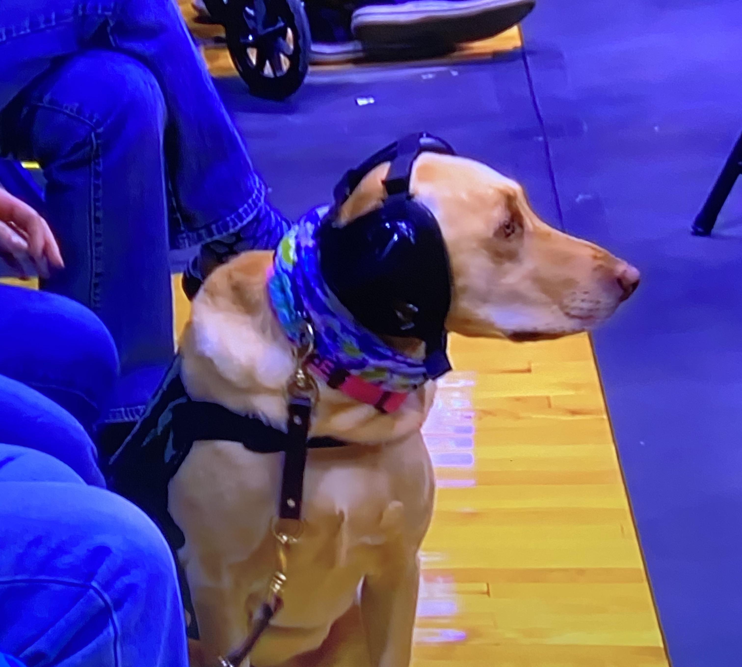 This service dog at a basketball game wearing earmuffs so he doesn’t