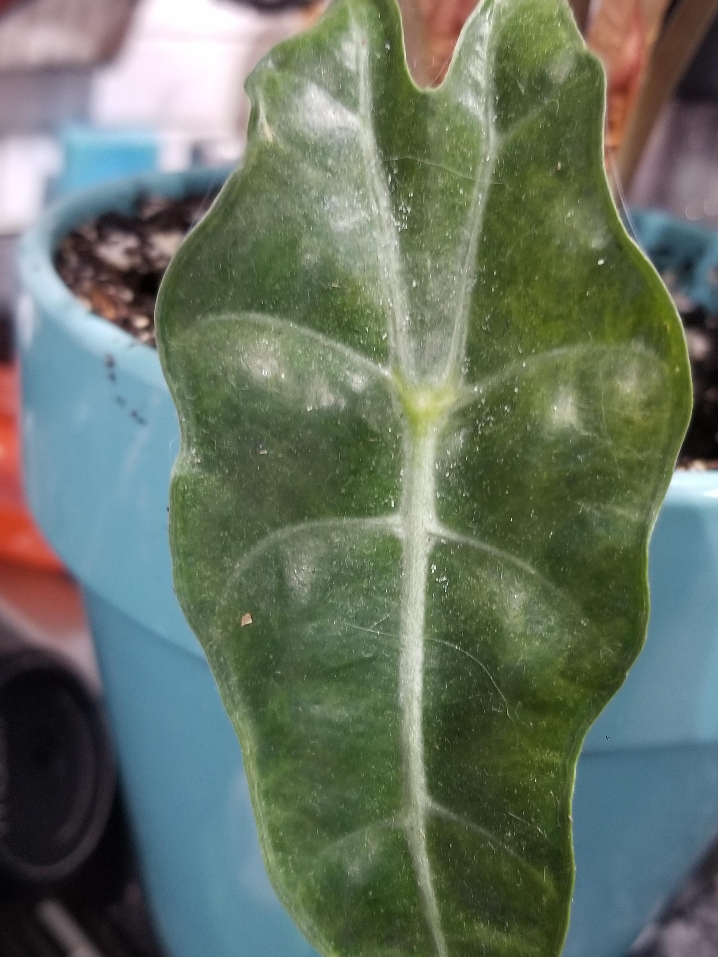 Help!!! I have been finding these little white spots by