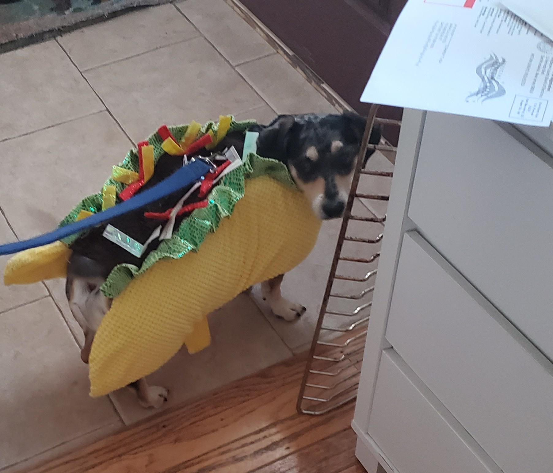 1/2 dachshund, all taco r/Dachshund