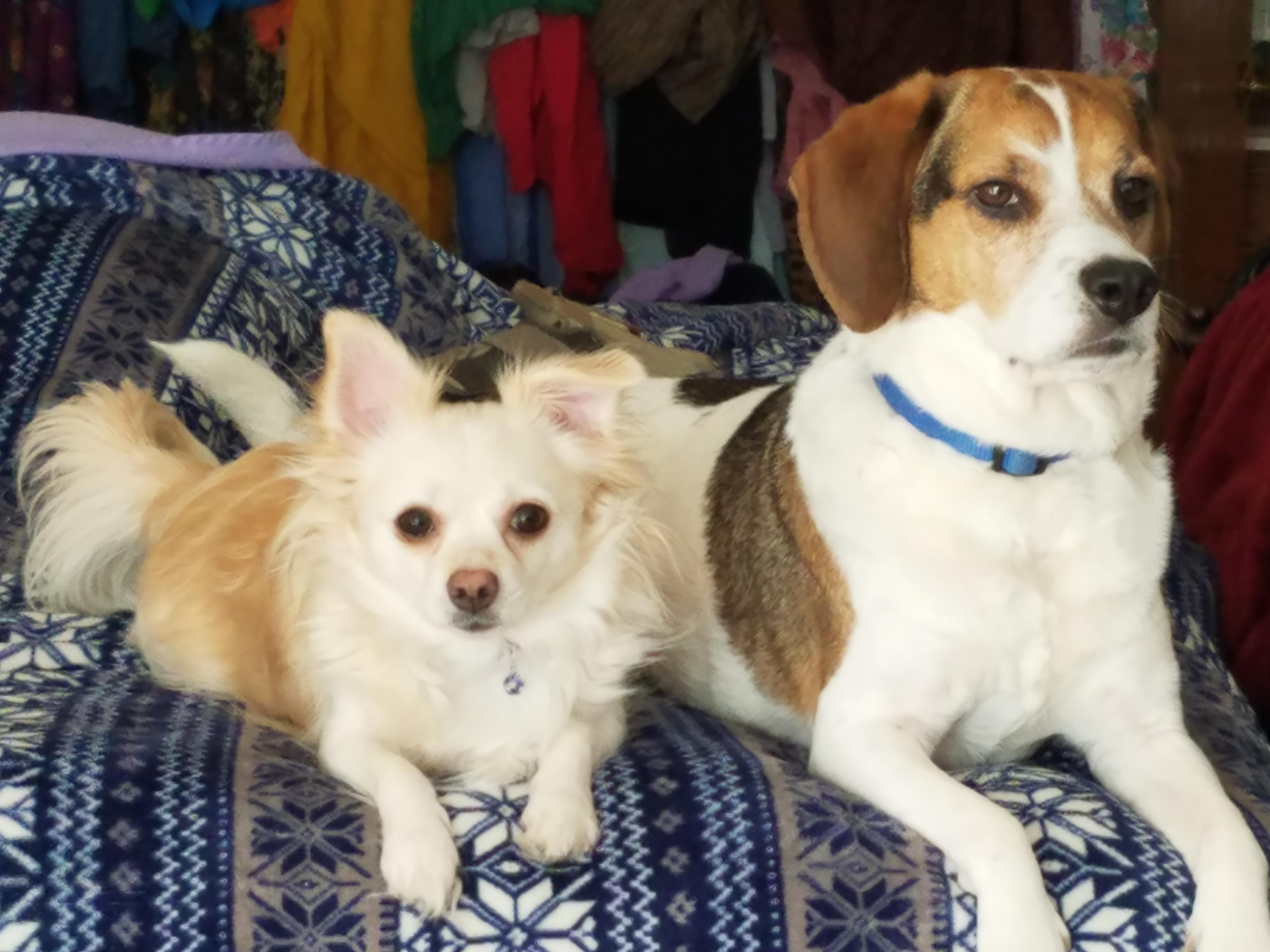 My Chihuahua and our beagle mix, Toby. r/Chihuahua