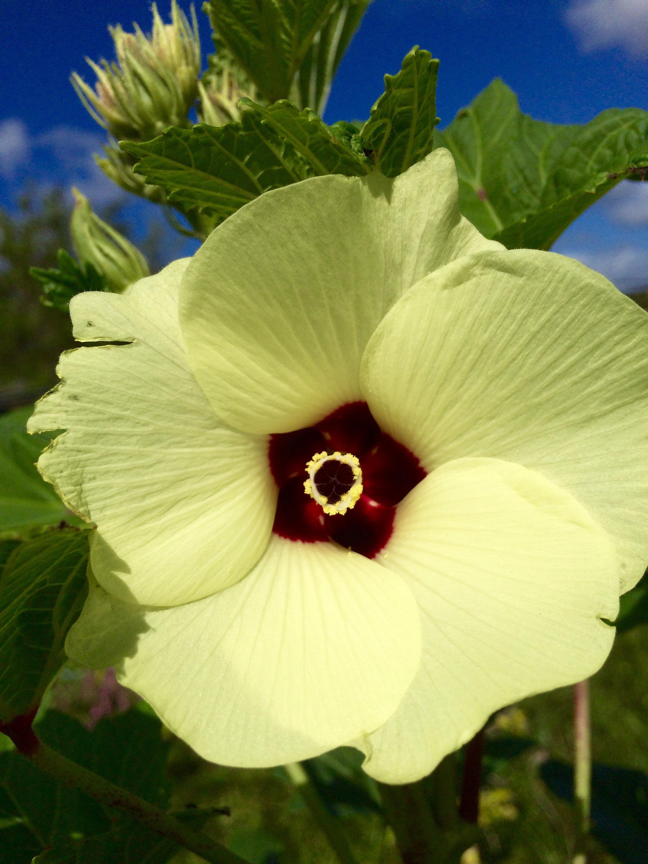 Beautiful okra bloom 💛 r/gardening