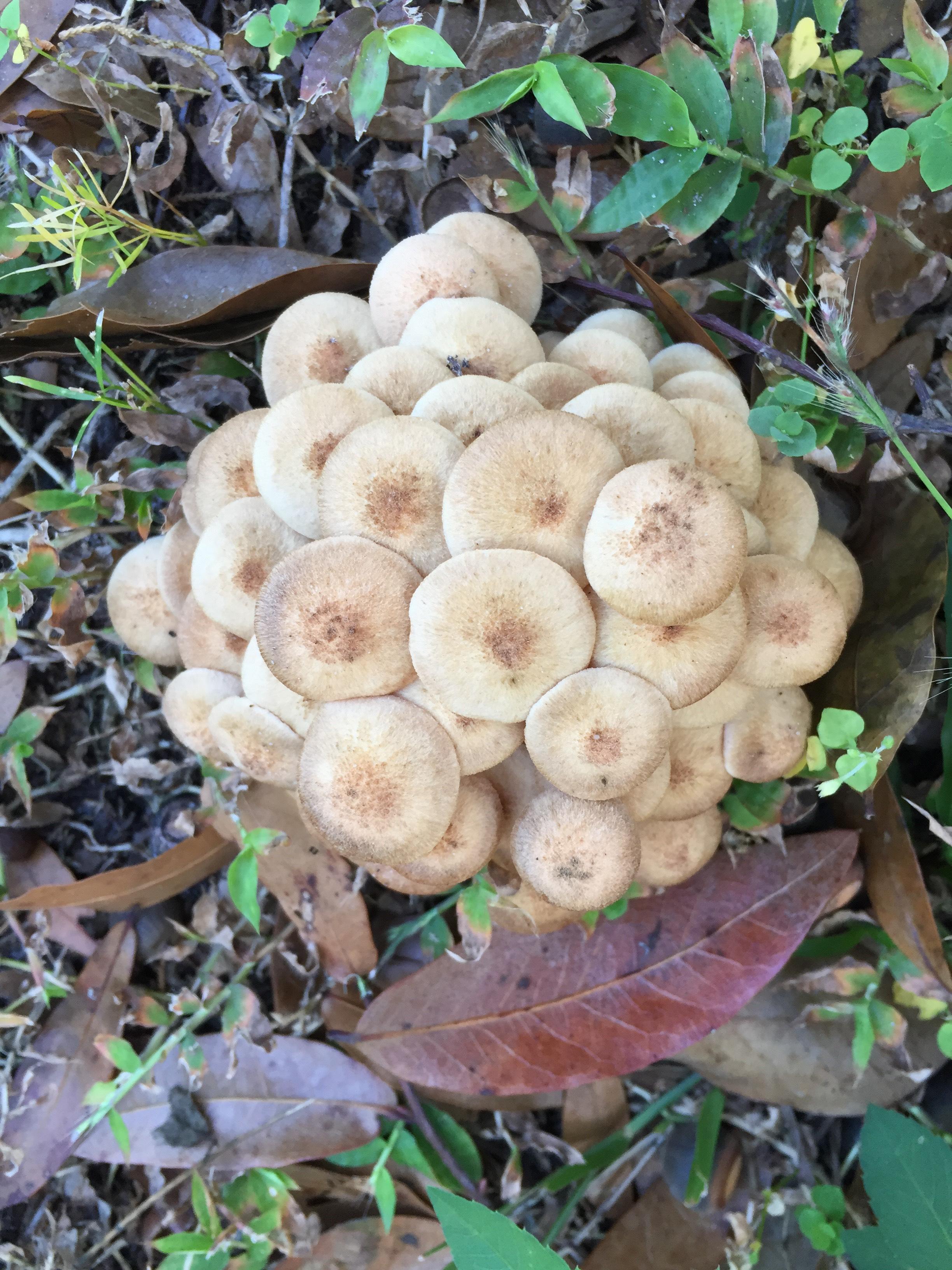 Central Florida mushrooms, need help with an ID r/mycology