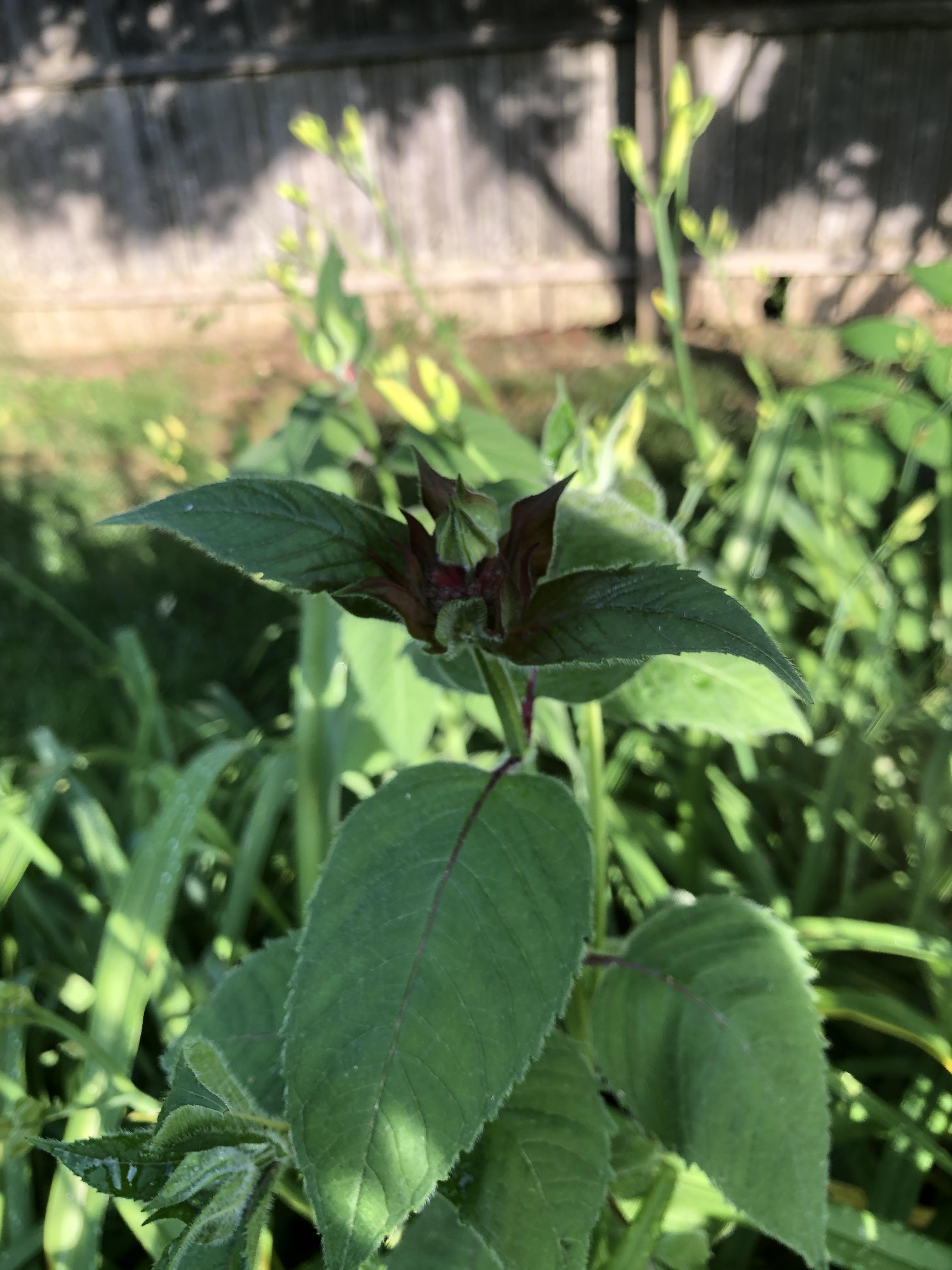 Is this echinacea? r/PlantIdentification