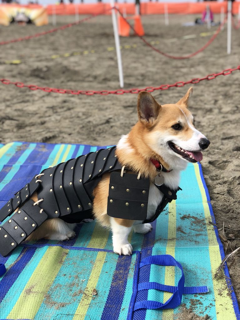 The perfect Halloween costume for Olive and Appa r/MrFruit