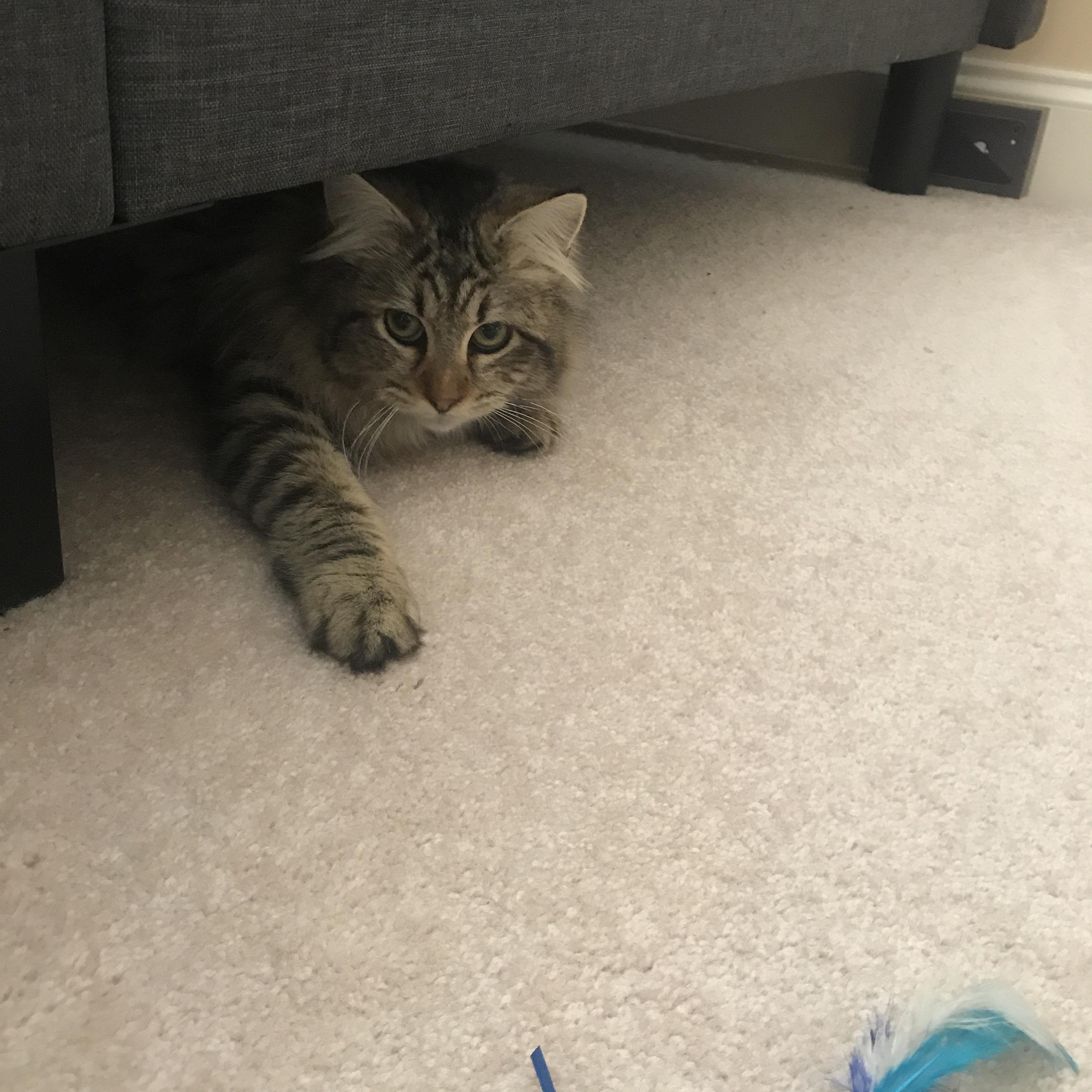 Meet Nutmeg the newest addition to our family! r/cat