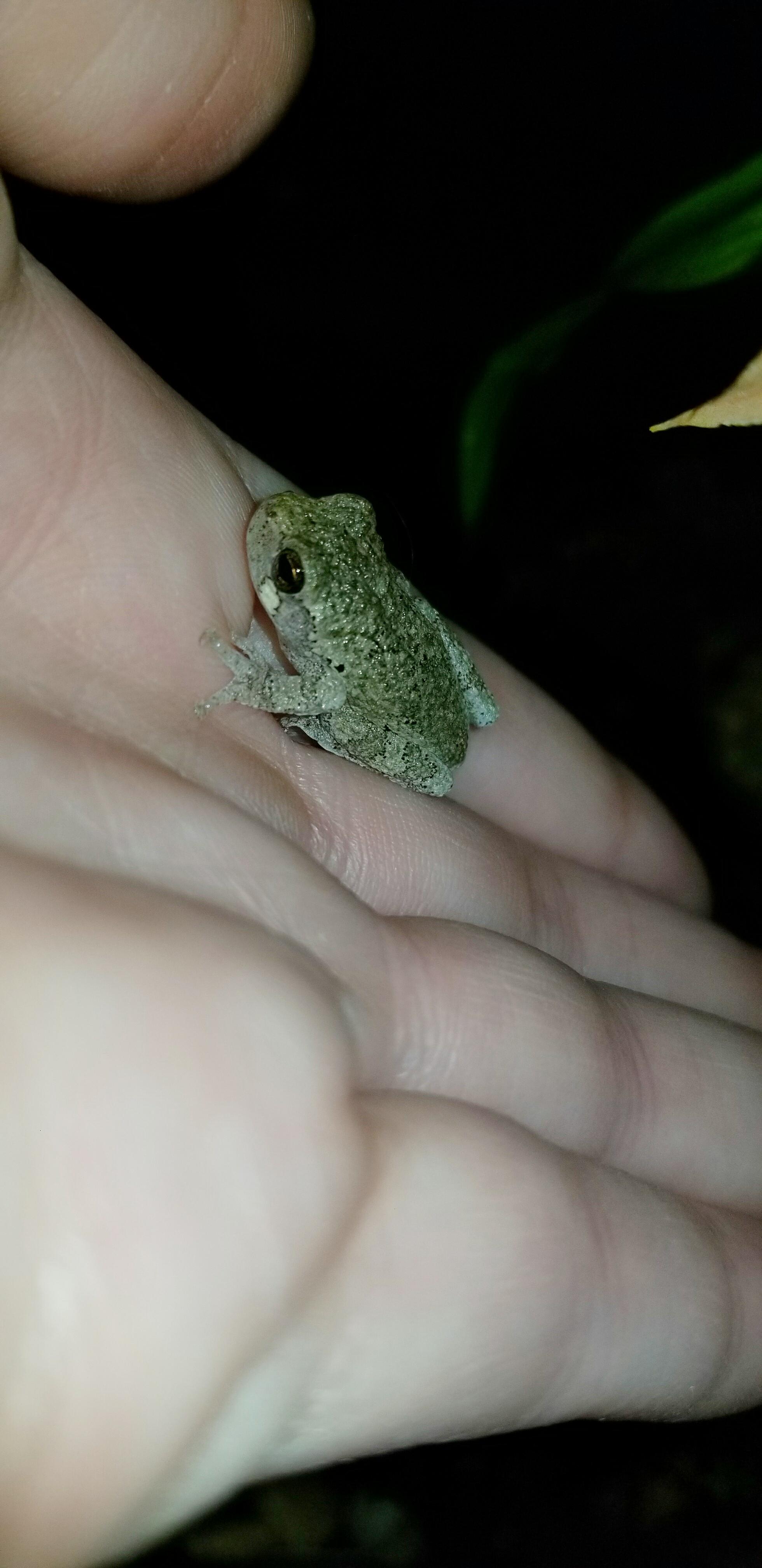 Is this a Grey tree frog? Raised from a tadpole in NE Ohio r/frogs