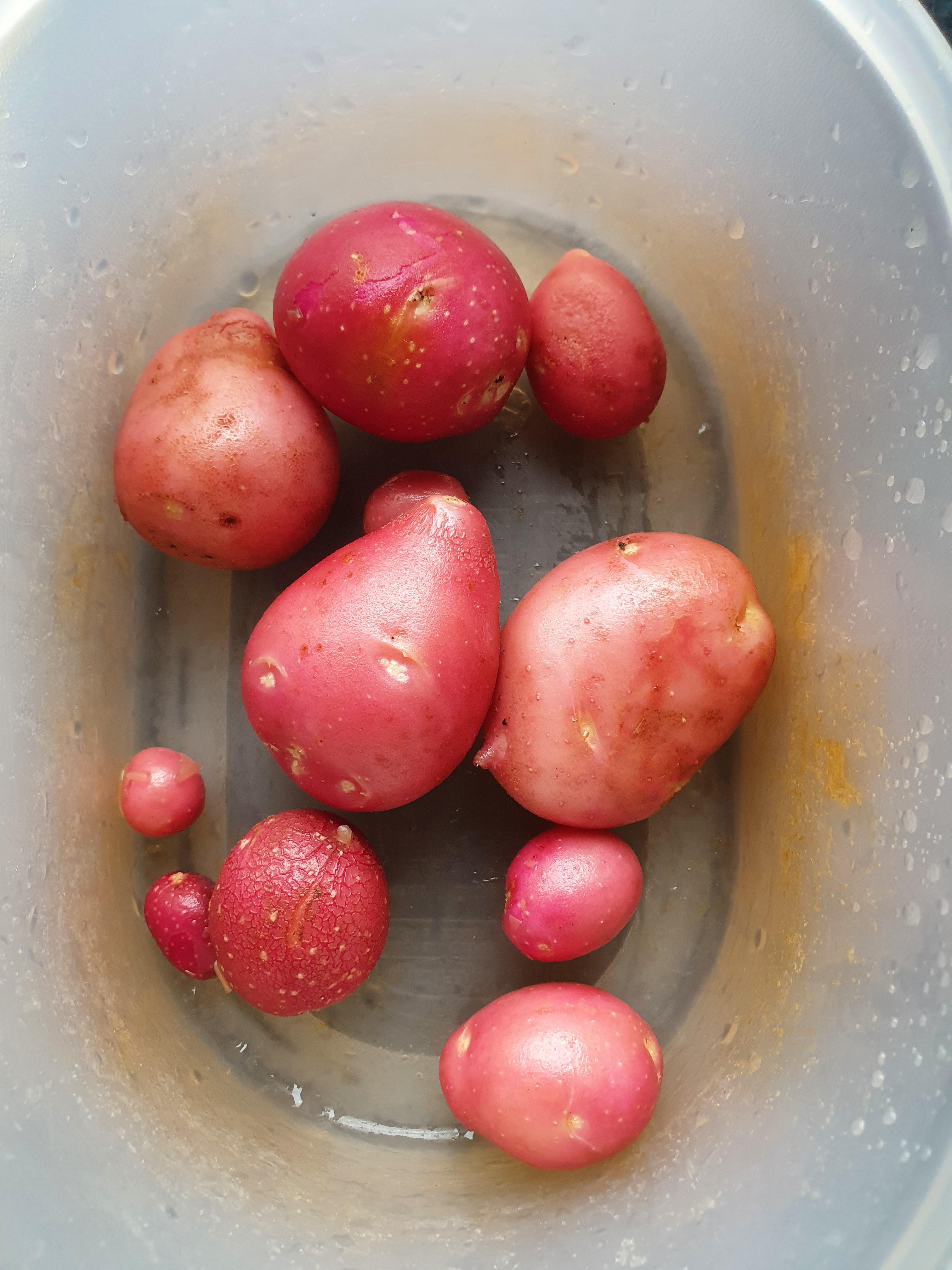 Planted some potatoes in a small tub to grow before transplanting to a