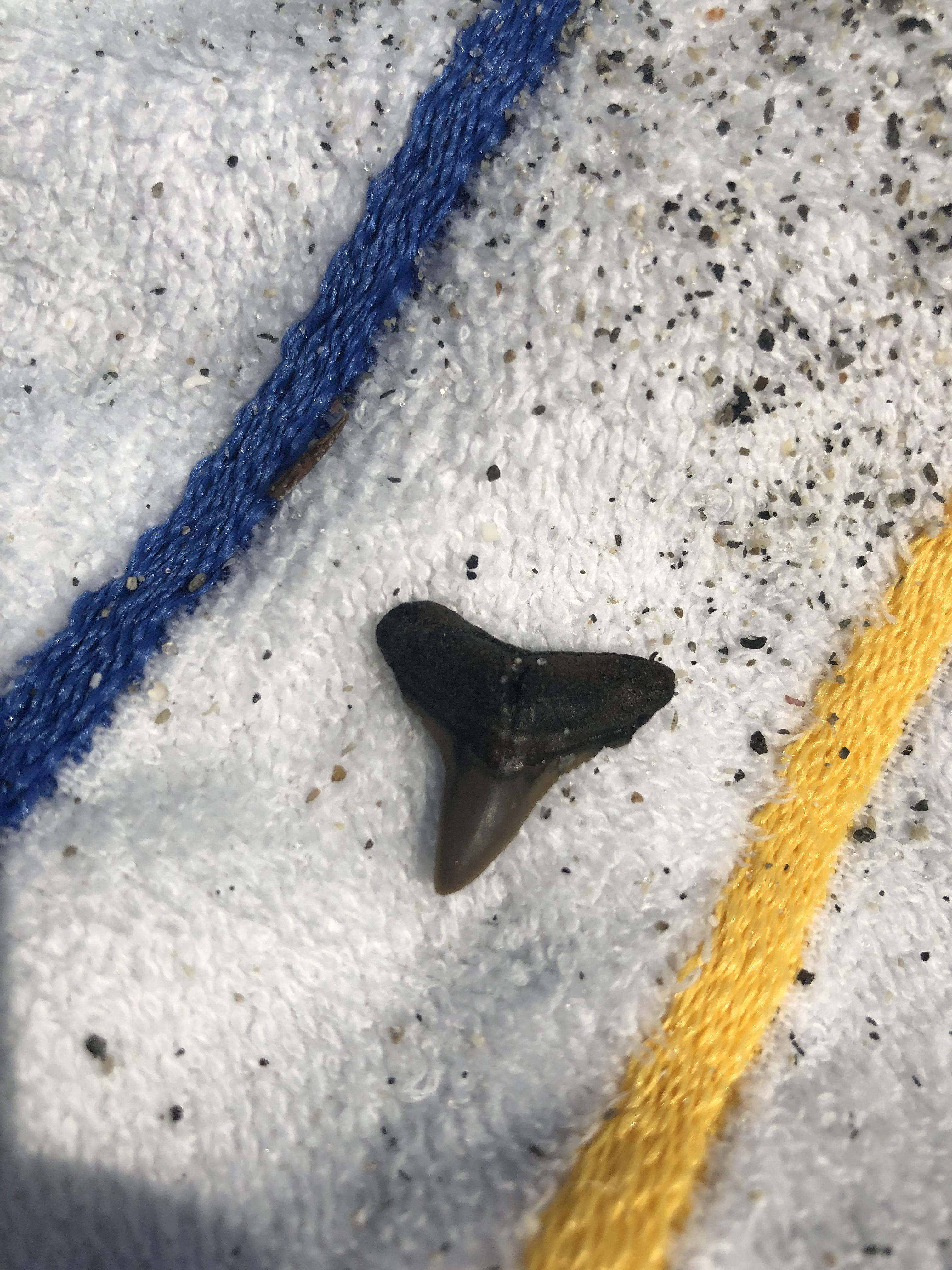 Found in Venice beach, Fl., known for extinct sharks teeth. What sort