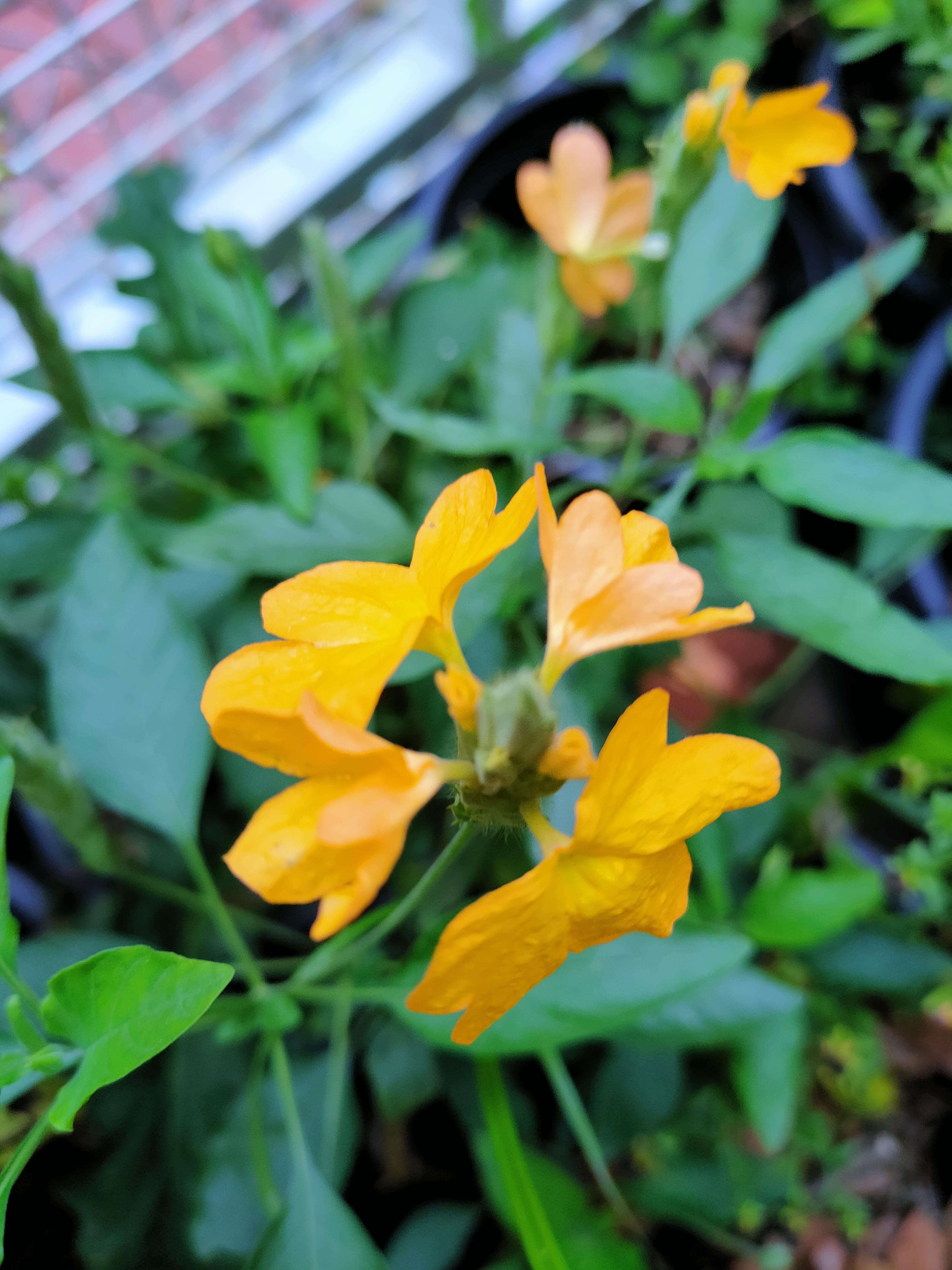 We call this flower "kanakambaram," i.e. the golden crown. Flowers in