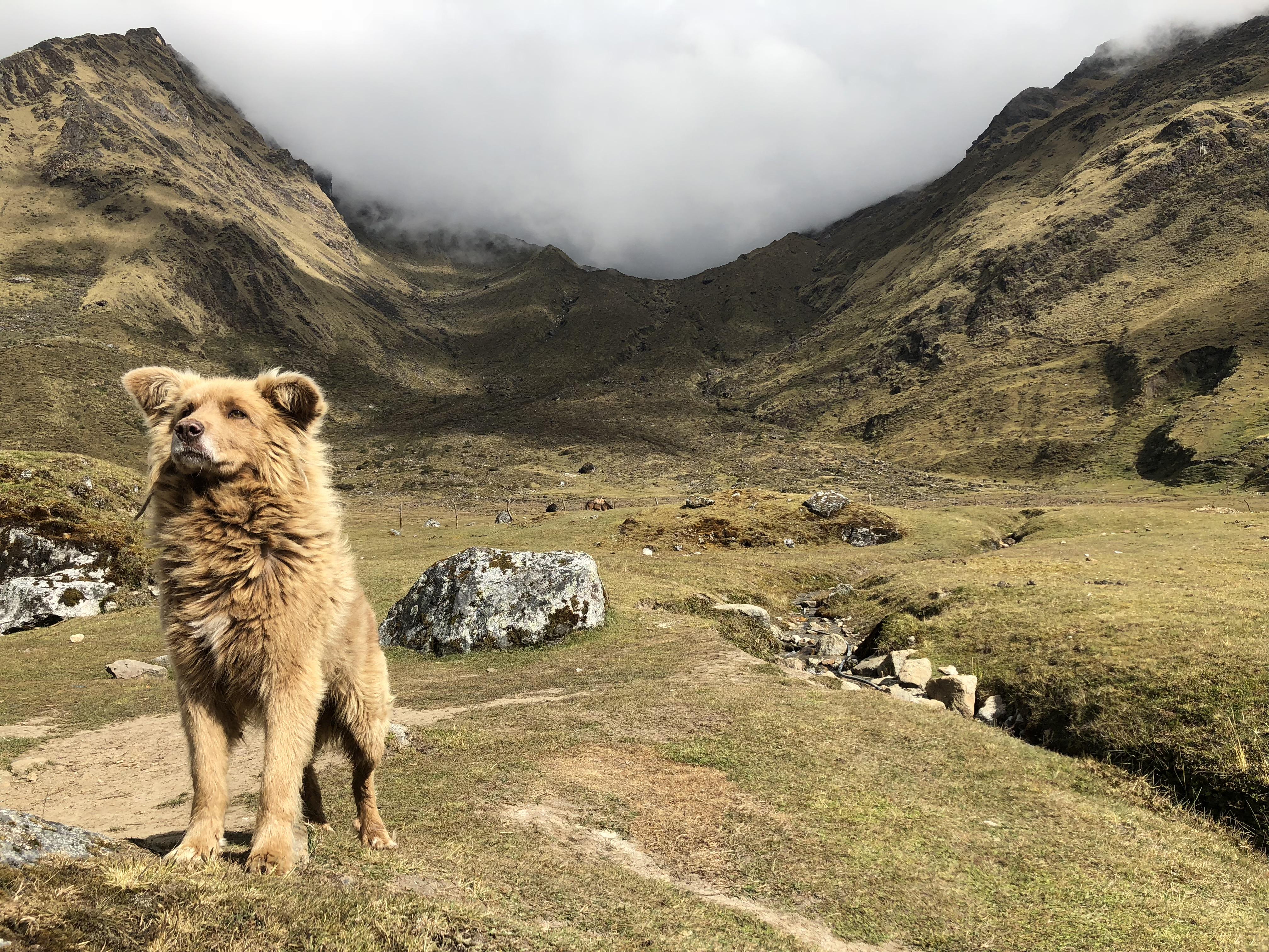 Snapped a picture of this herding dog outside a small