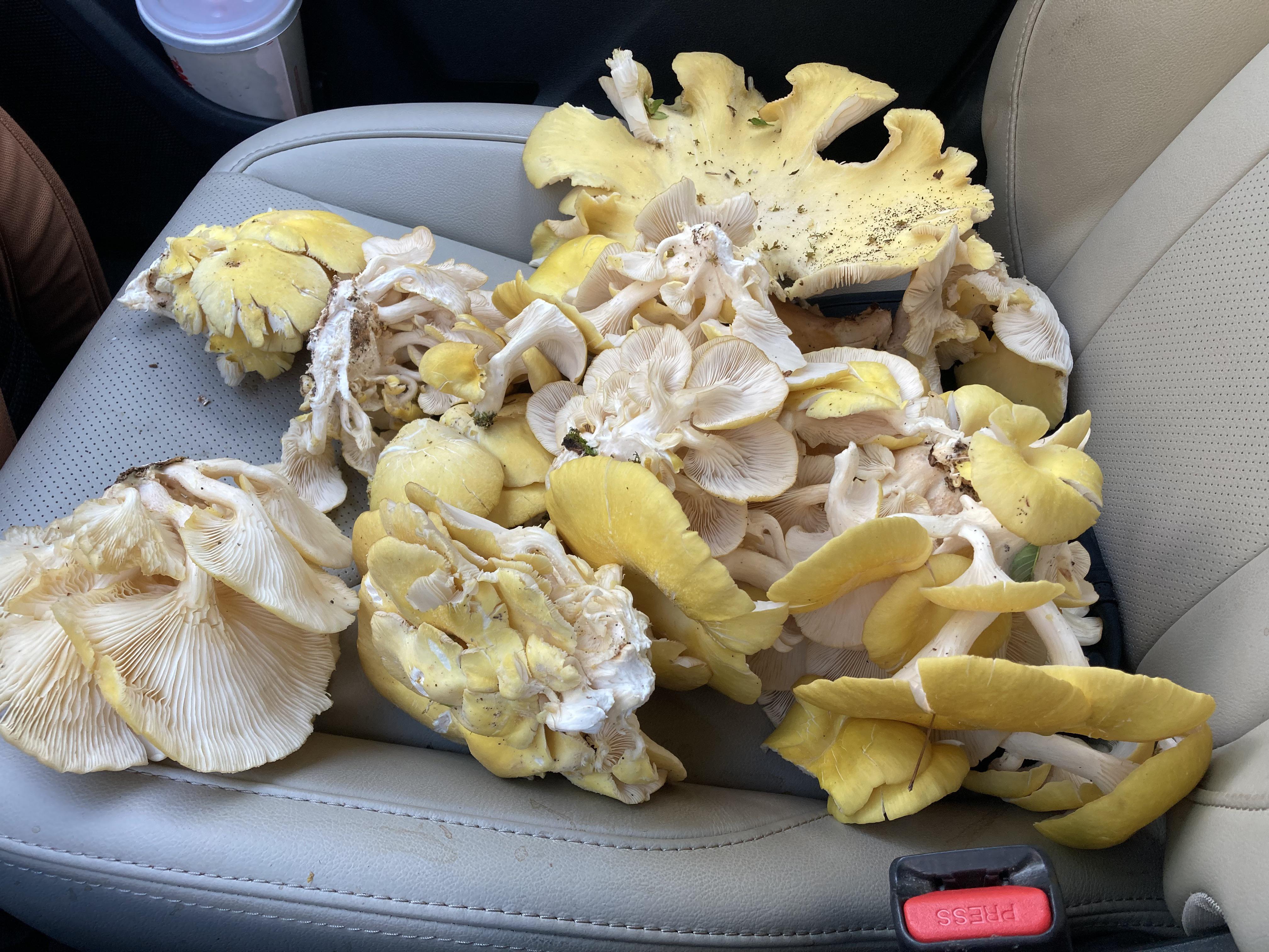 Golden oysters Invasive but delicious! r/foraging