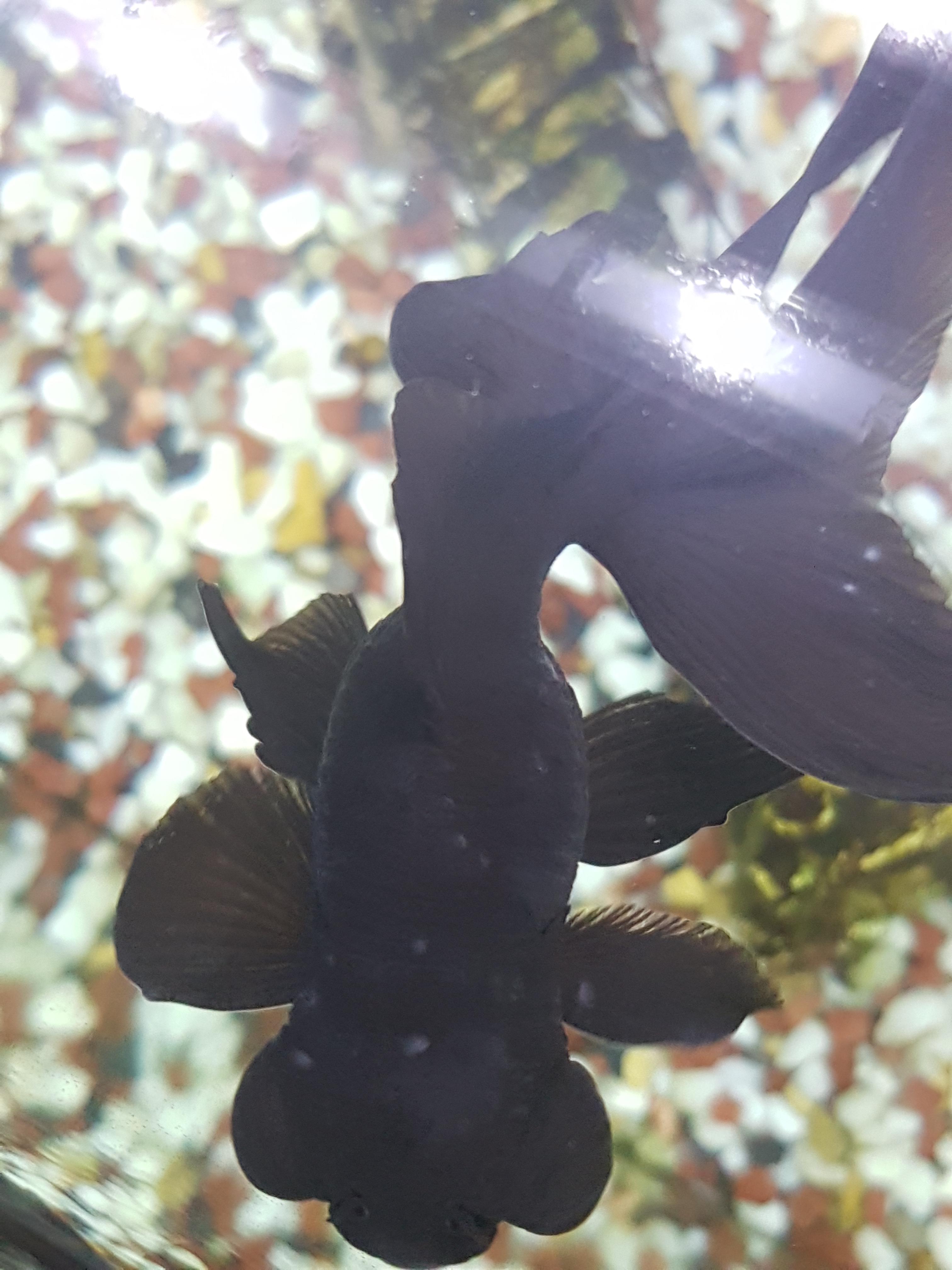 This is my black moor, around 2 1/2 years old. Has developed white