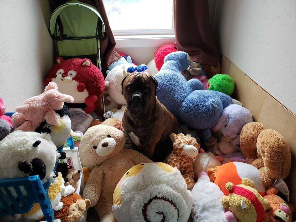 My parents bullmastiff never chews on any of her toys and shows them