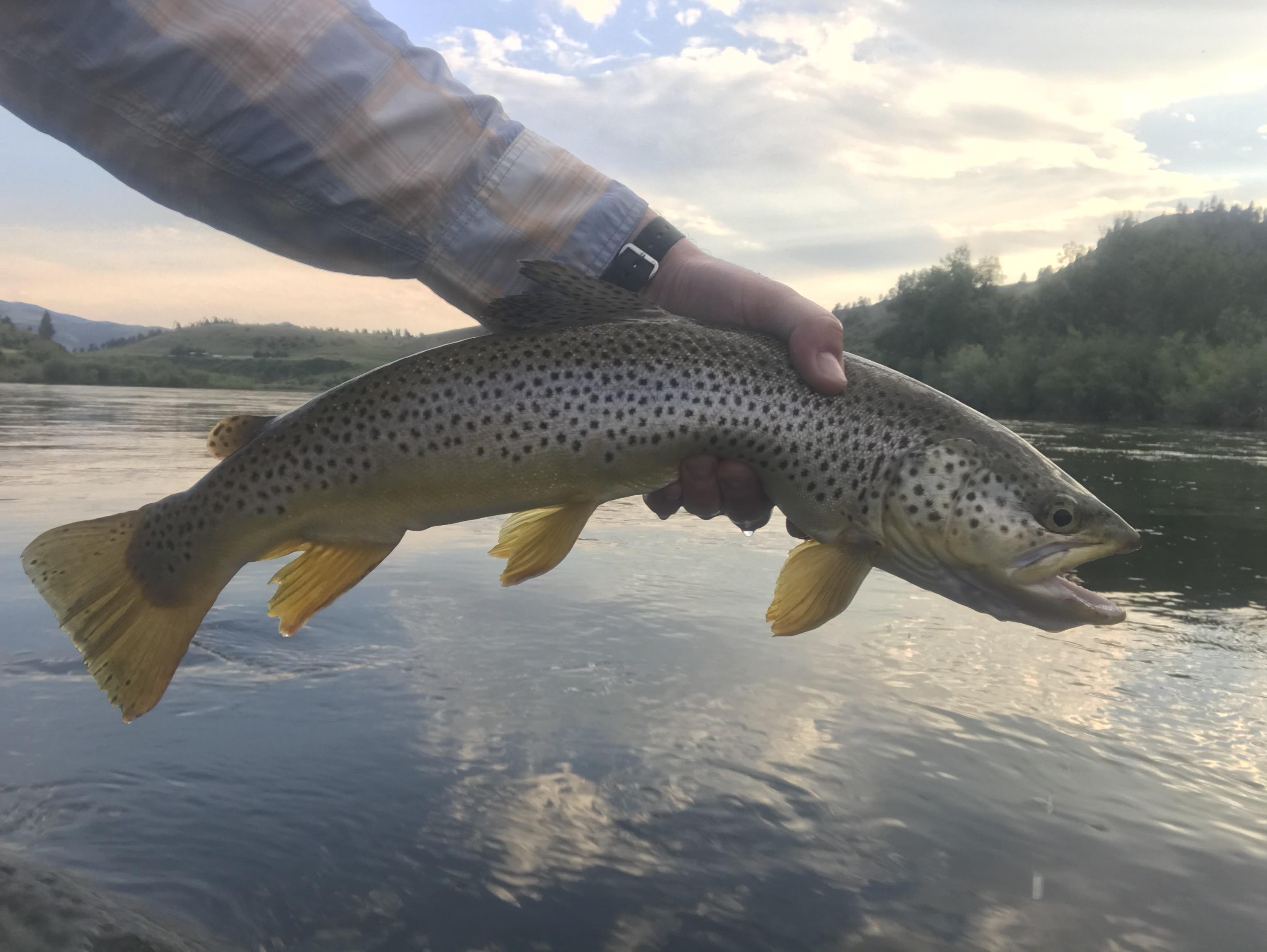 20’ Brown Trout on the Mo in Craig, MT r/flyfishing