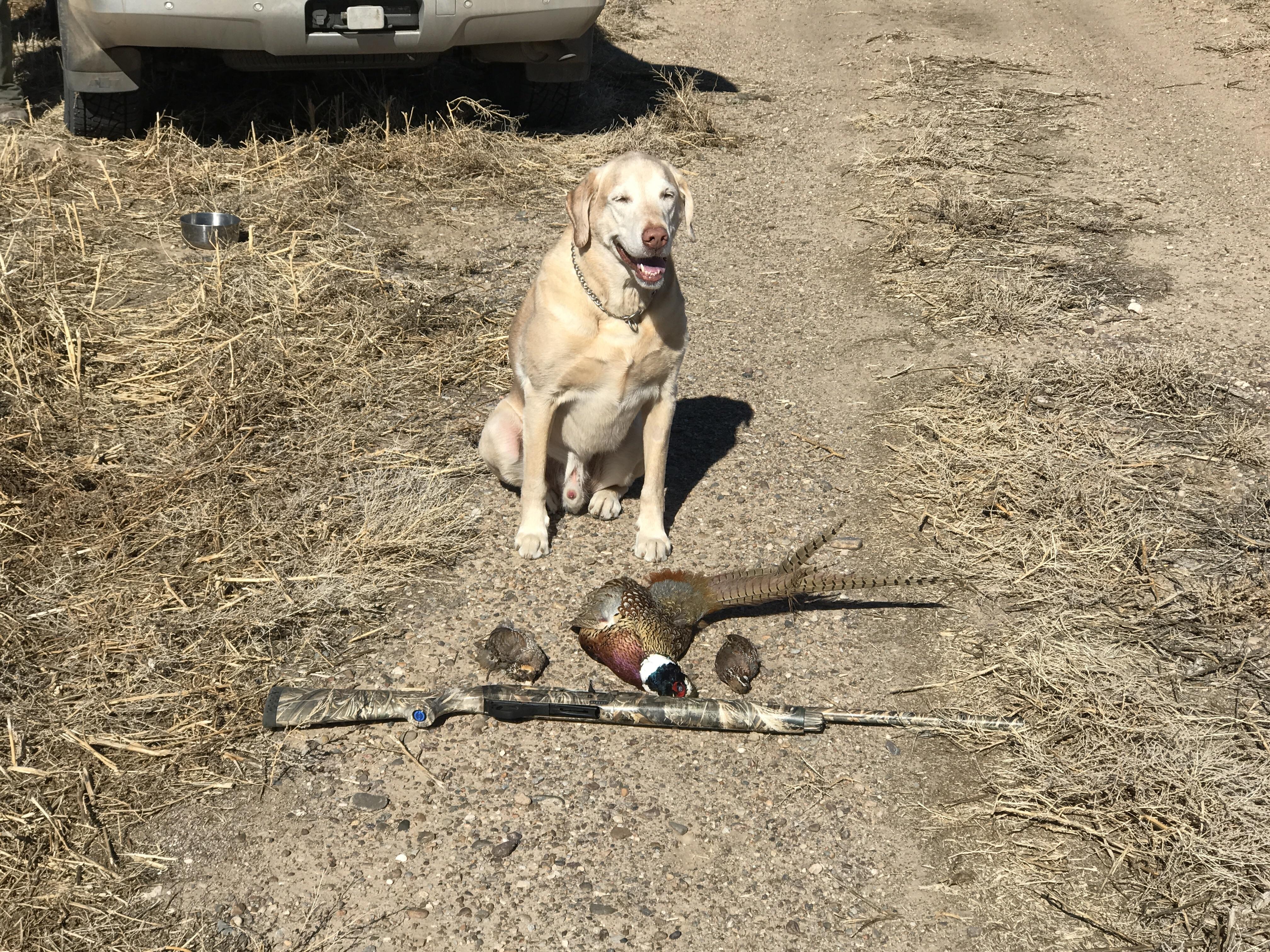 Are we doing bird dogs today? Here is Moose r/Hunting