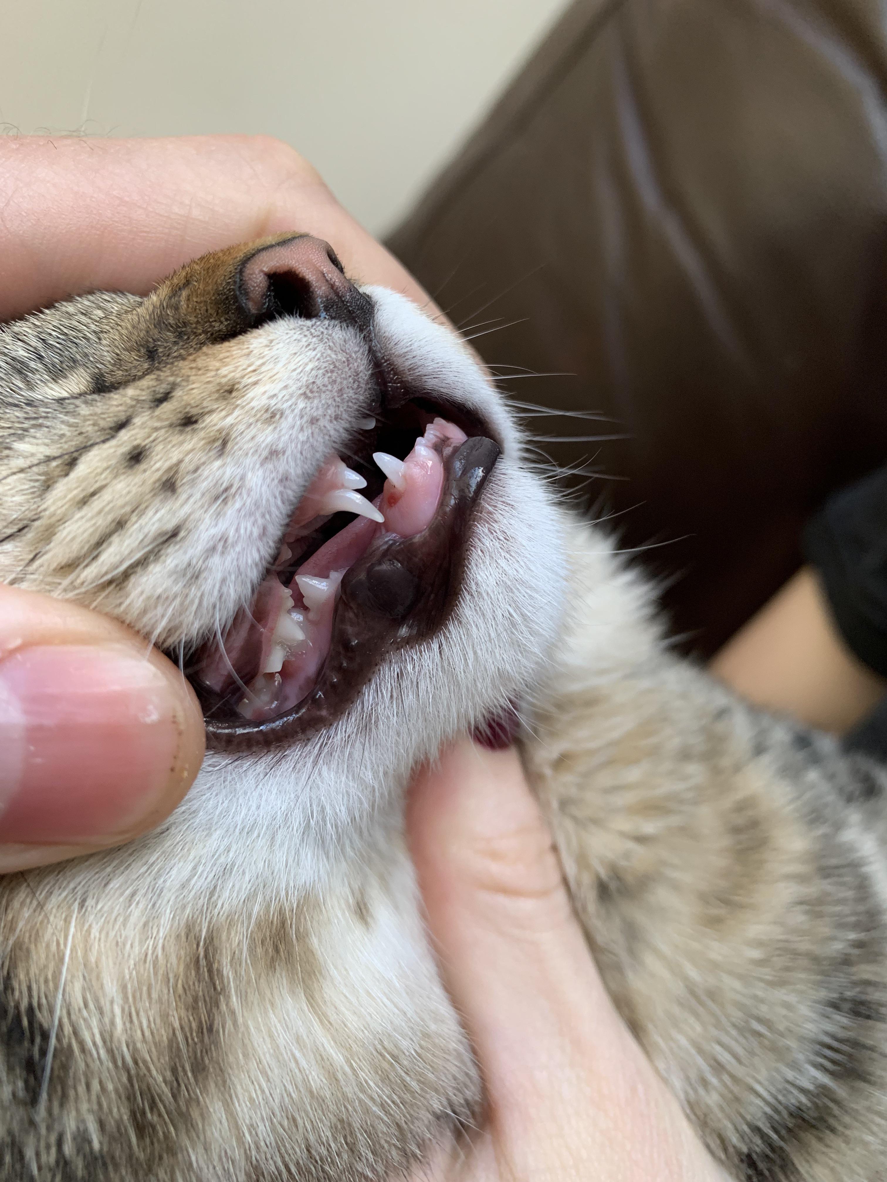 Cat Baby Teeth