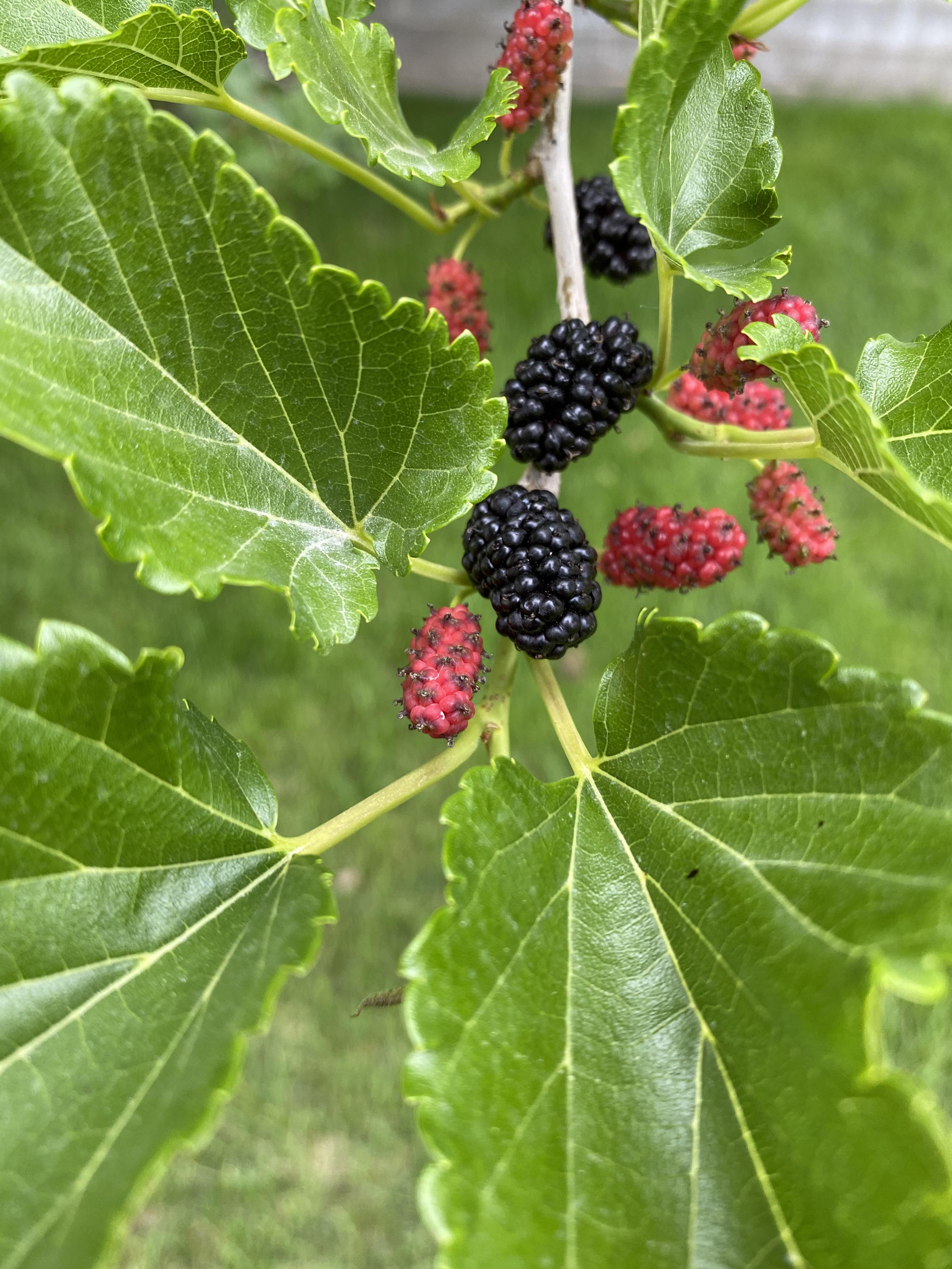 Have this growing in my back yard and I was told that it is a mulberry tree and I would just