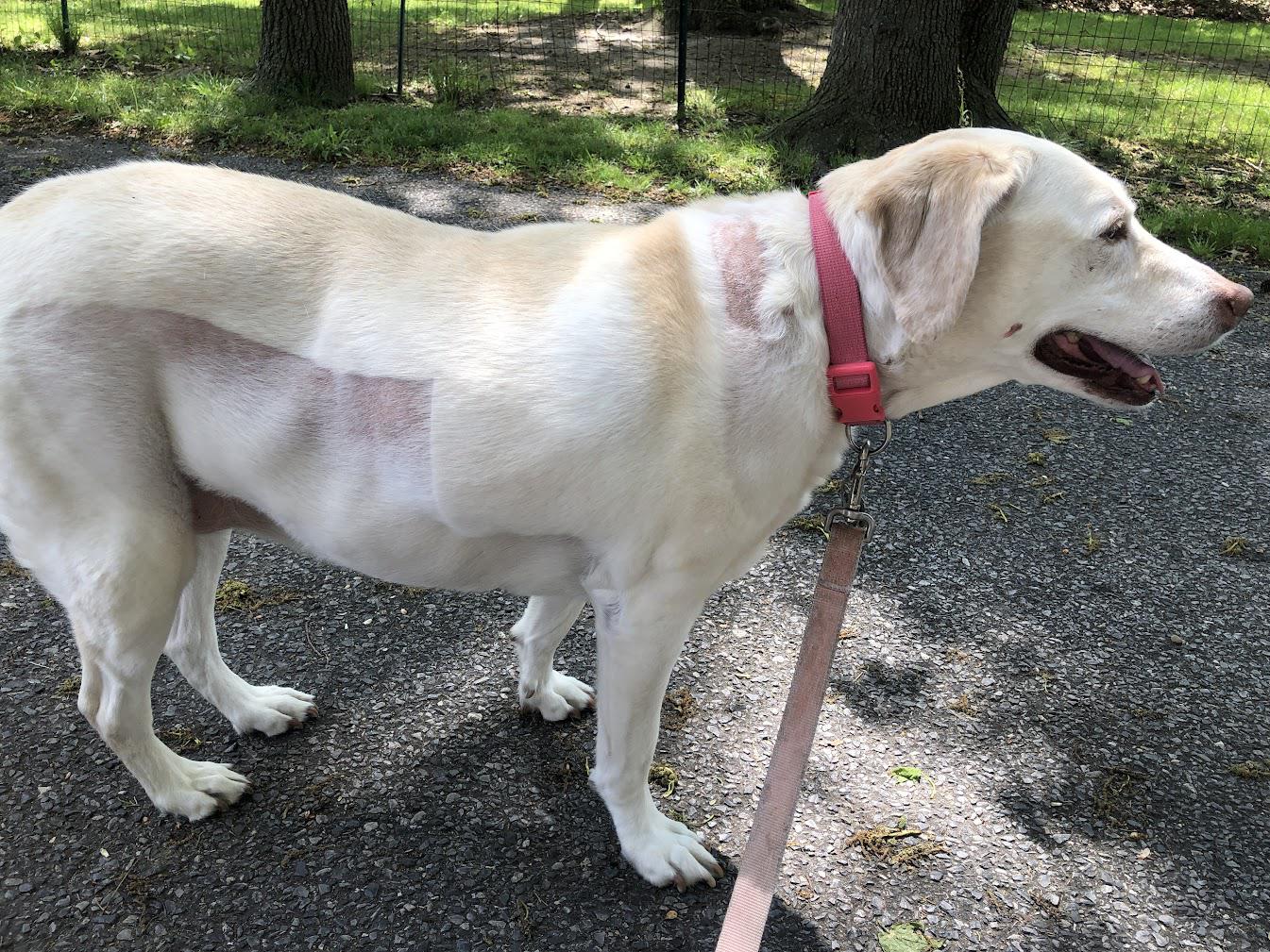 How to Help Fur Grow BACK? (Pup had surgery, now the spot on her neck