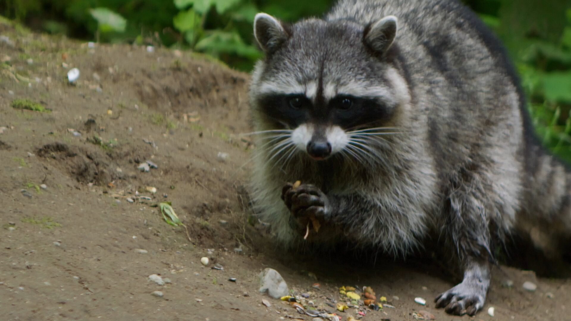A raccoon playing with leaves r/Raccoons