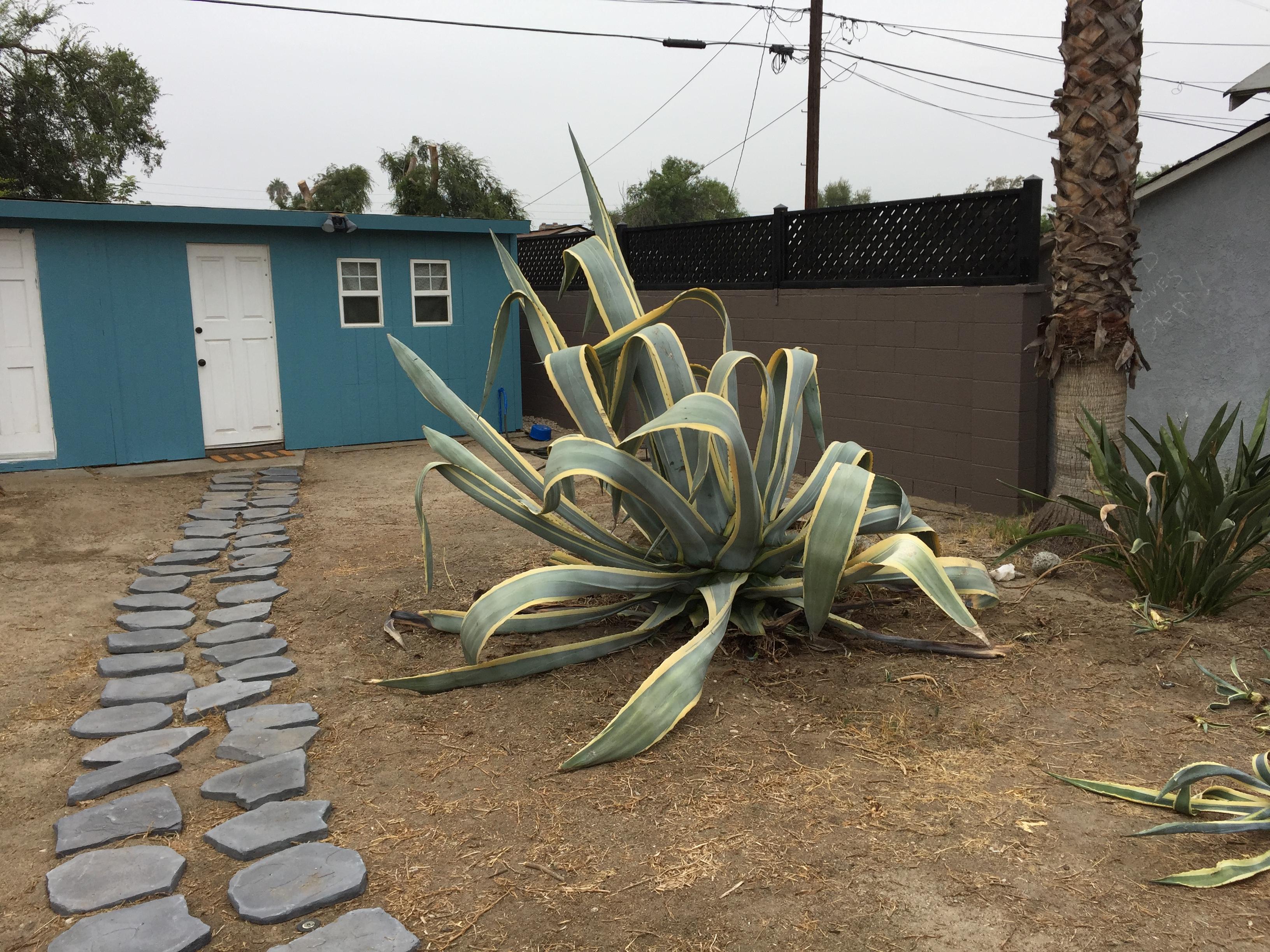 My 6ft tall agave plant is starting to lean should i