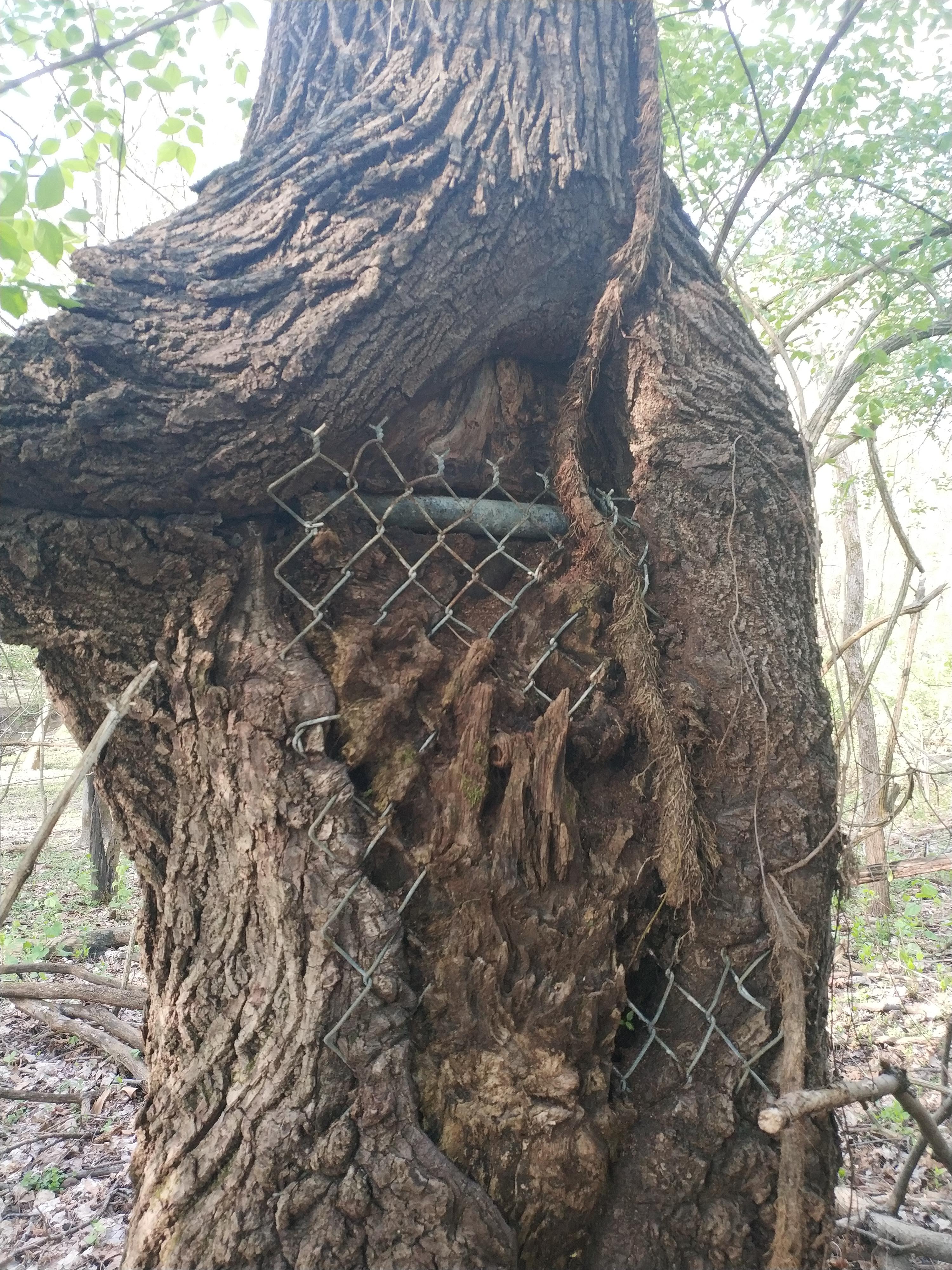 Fence reclaimed by tree in Louisville Kentucky. r/reclaimedbynature