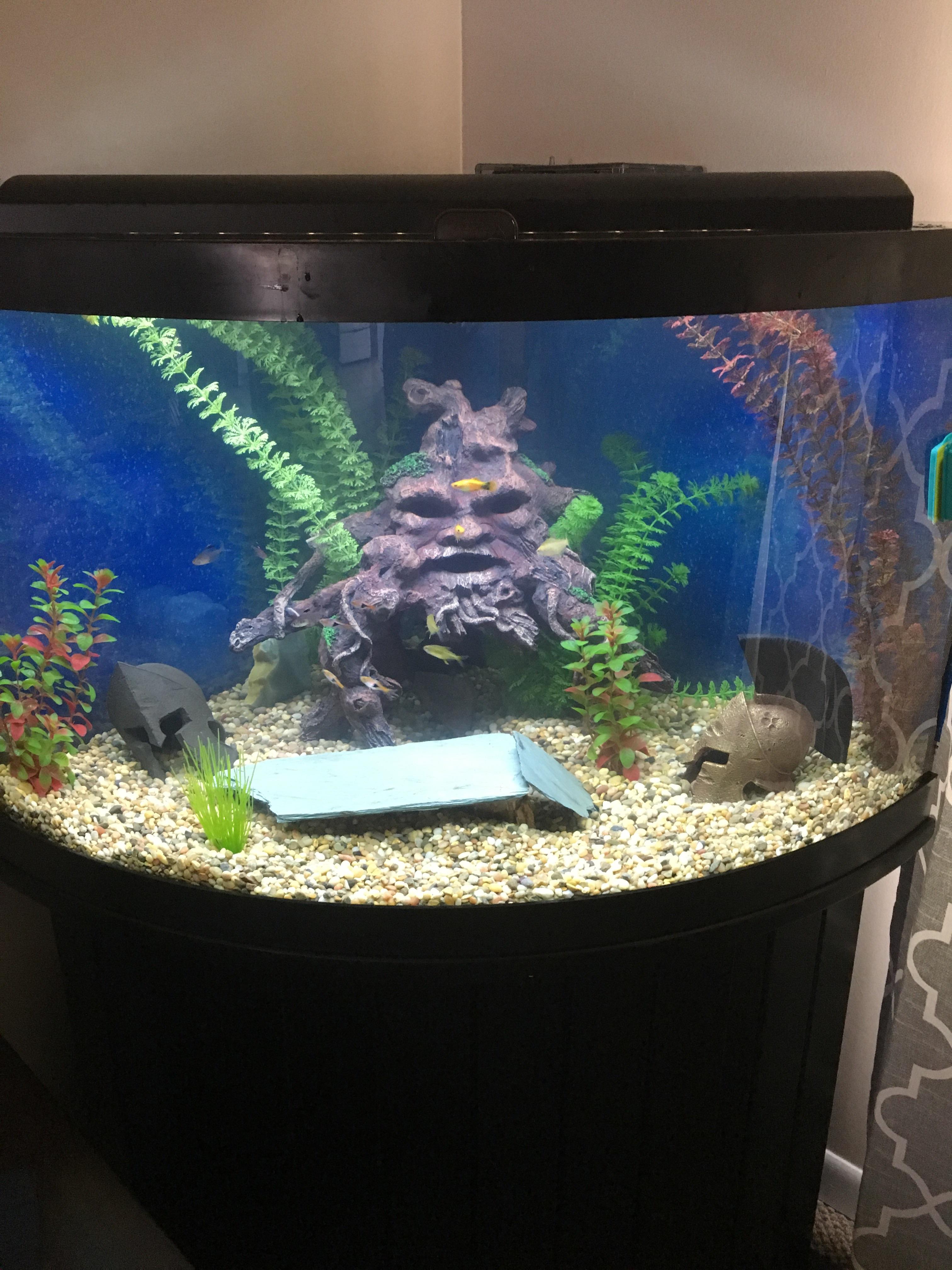 New tank set up! r/fishtank