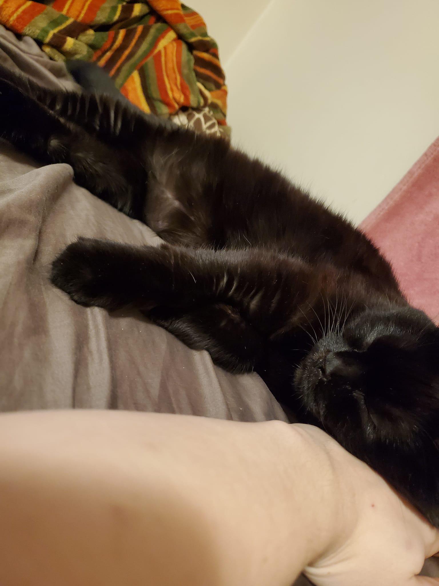 The sleeping Void. Had to sleep with lights on or I would trip over her