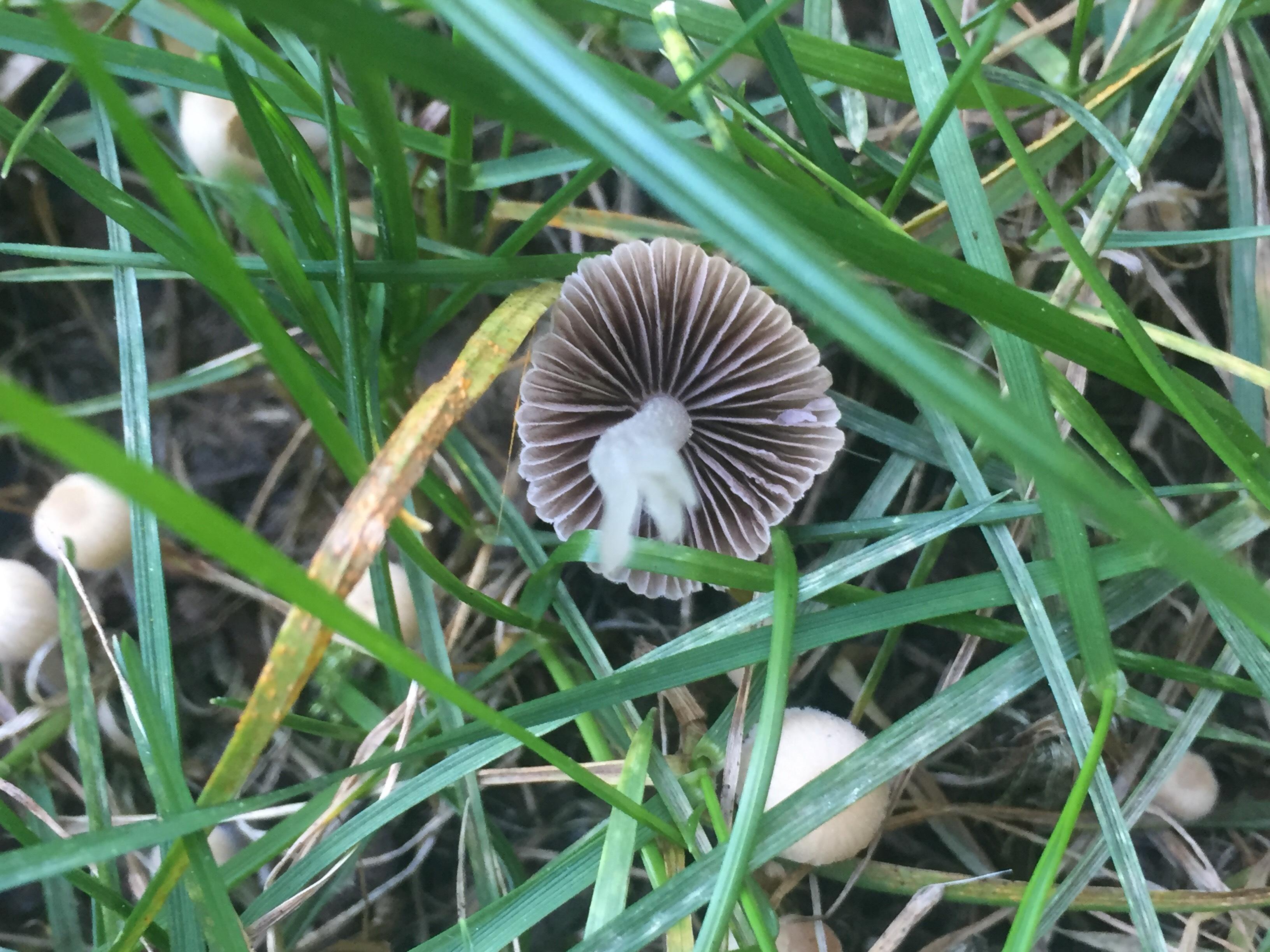 Dog ate this mushroom, what is it? r/mycology