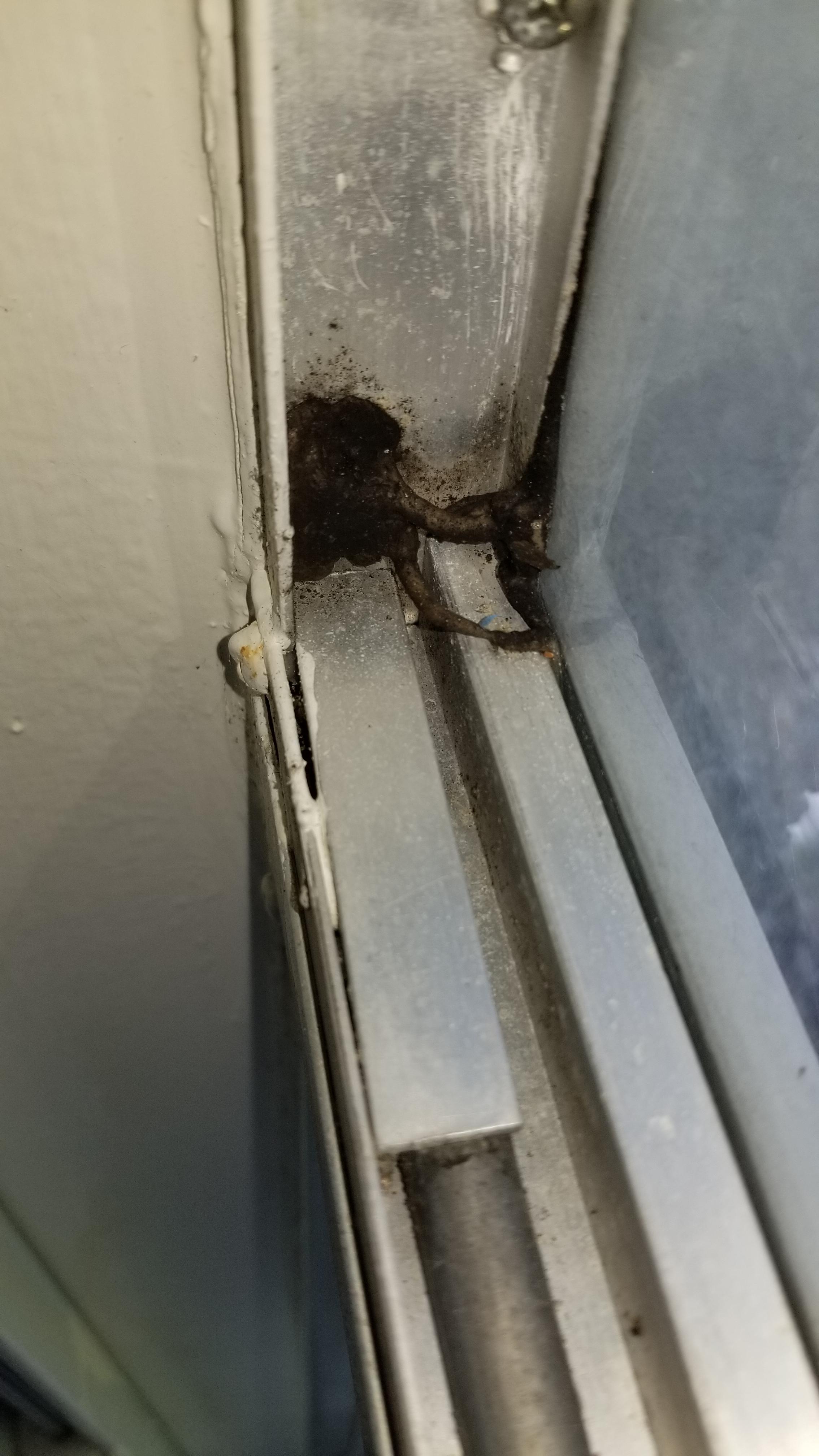 Found growing(?) in my window frame. My apartment has mold issues, so maybe it's related? r