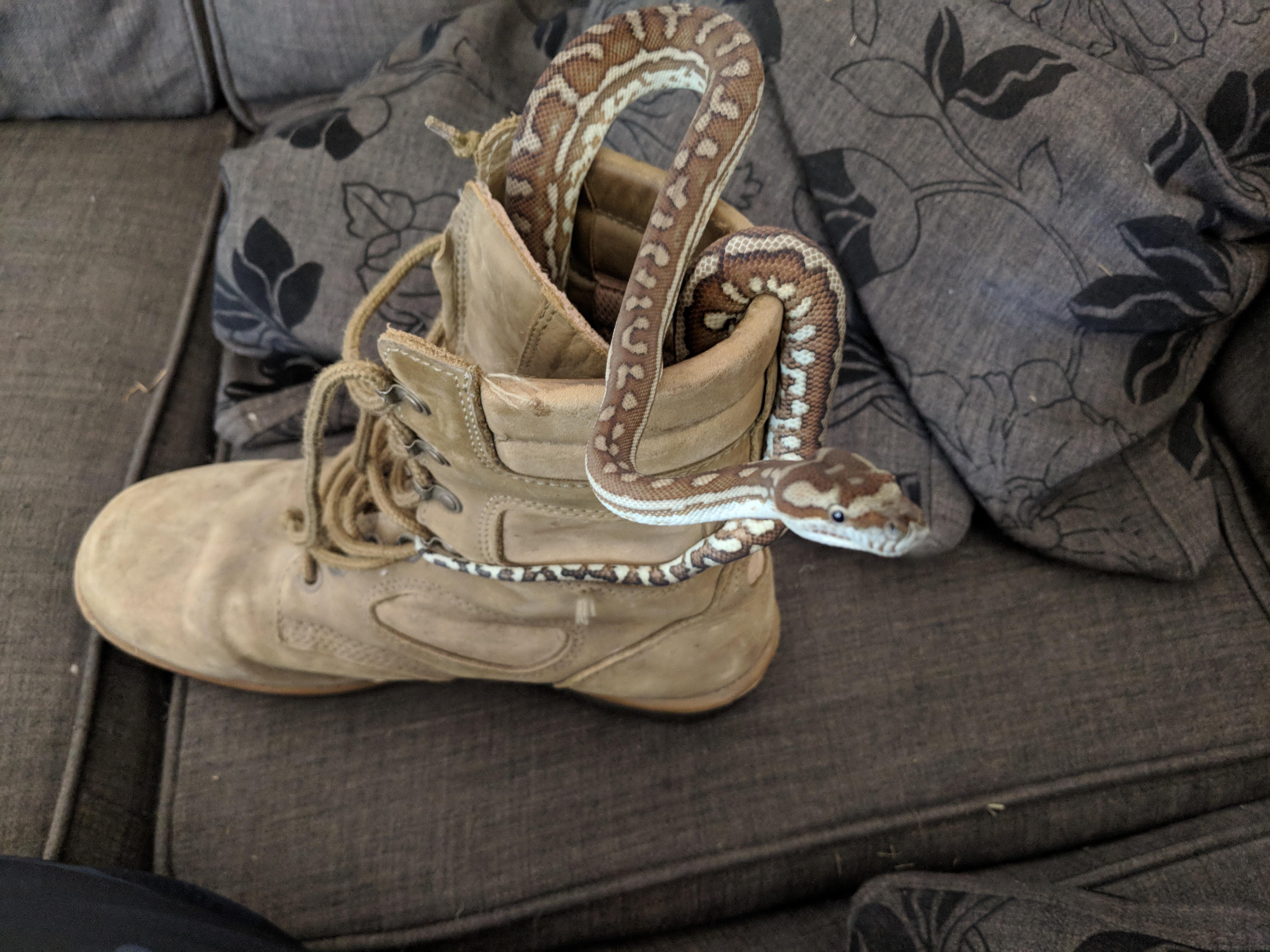There is a snake in my boot r/Sneks
