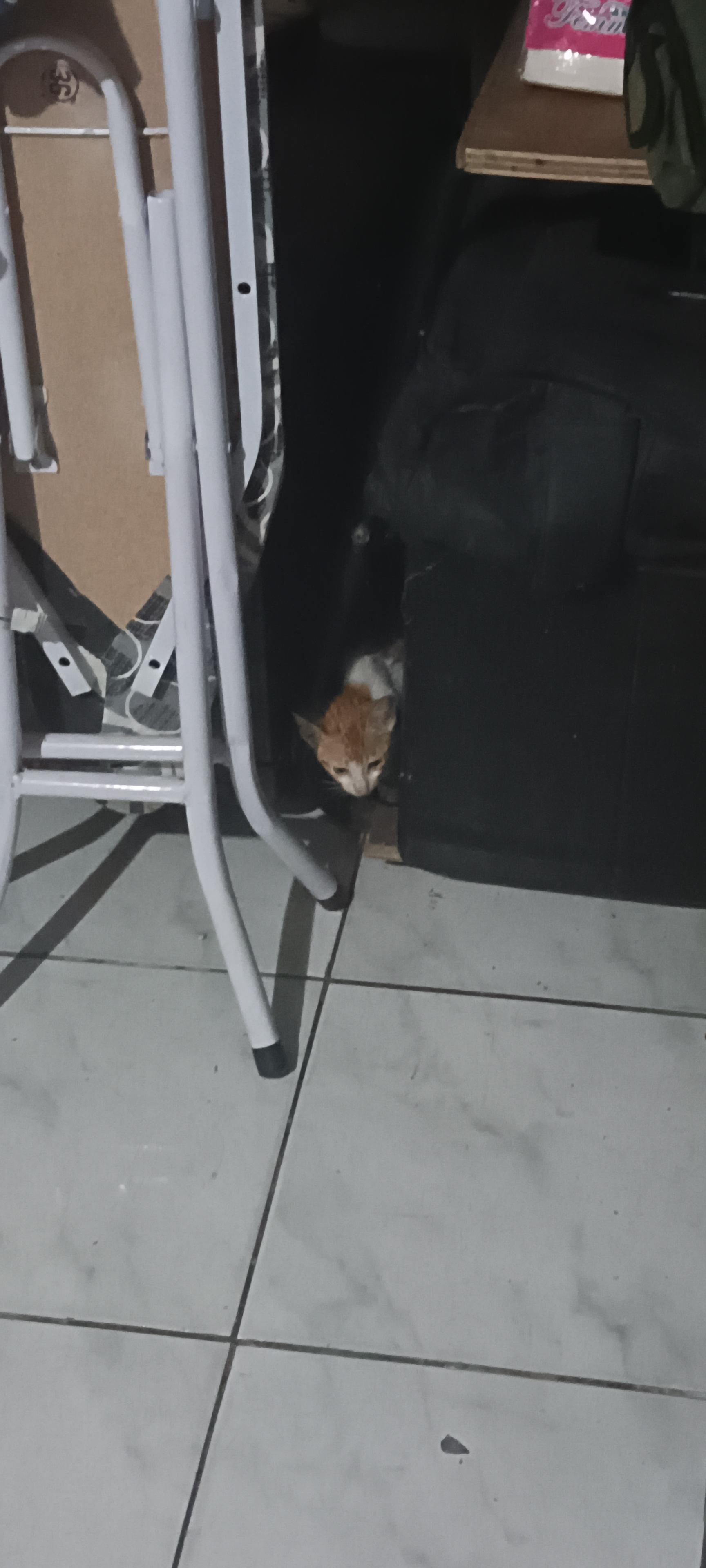 This cat broke into my house. How do i get it out? r/catsofrph