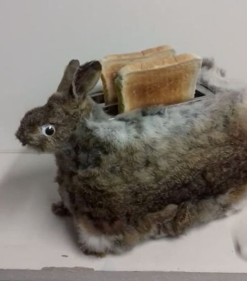 Cursed toaster Cursed_Images