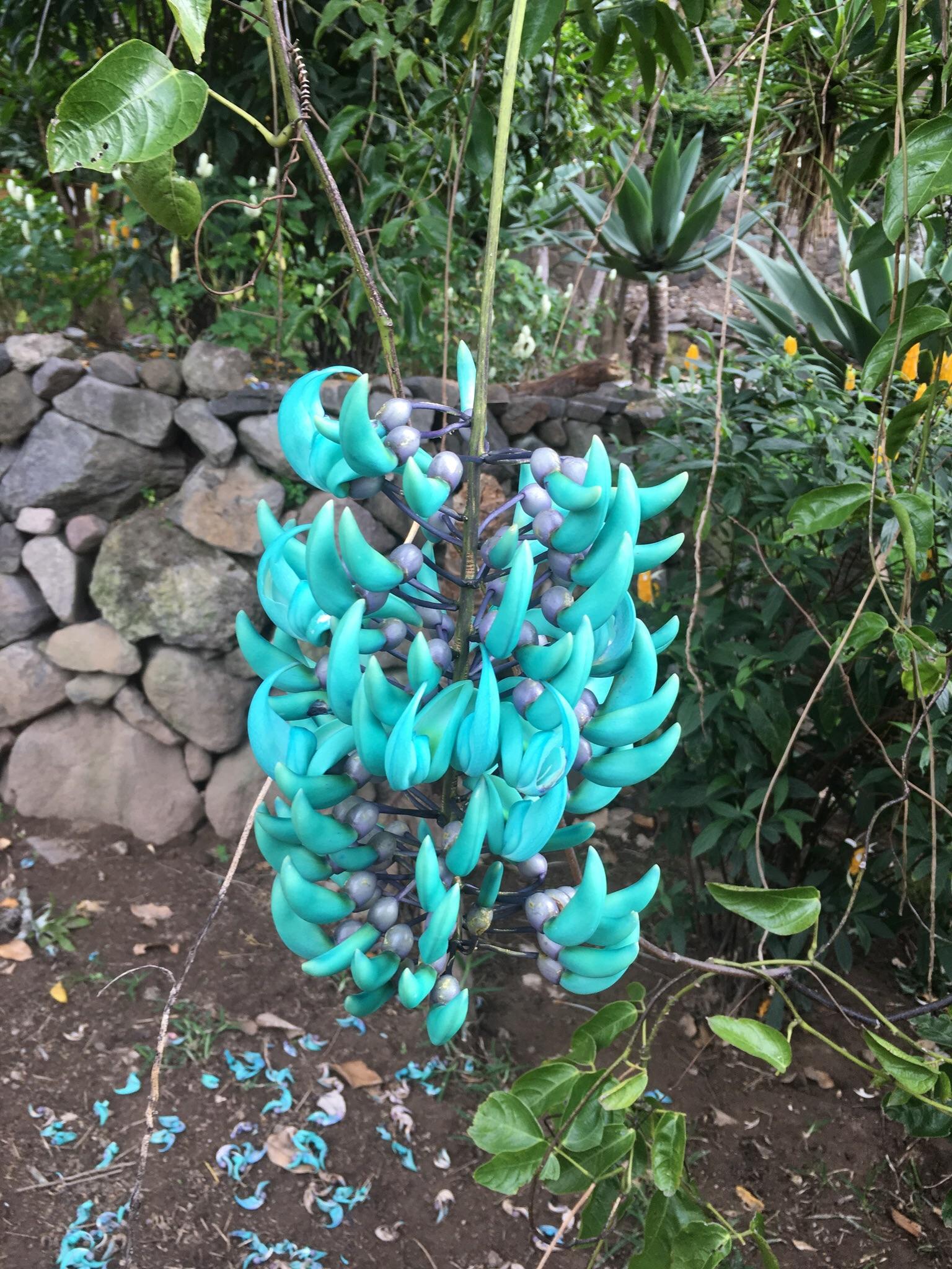 Here is a better view of the bloom on the Jade Vine (Strongylodon