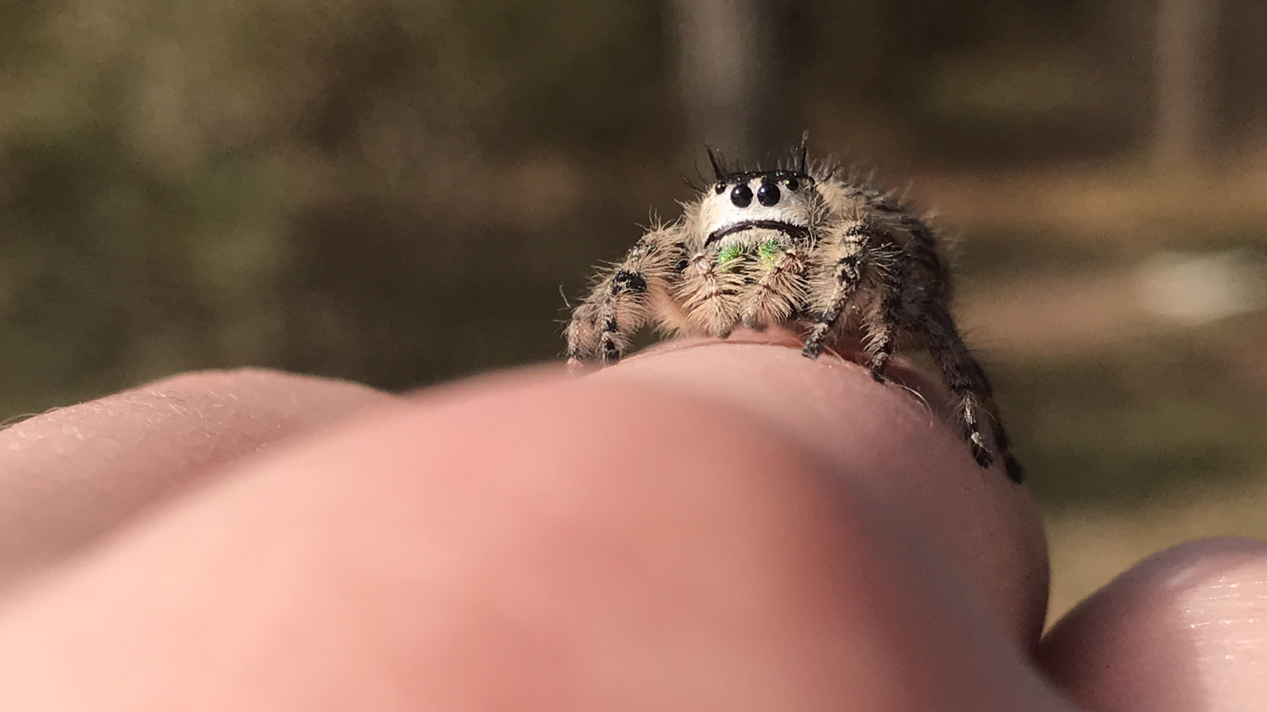 37 Best Photos Jumping Spider Pet Reddit / 20 Pics That Will Make You
