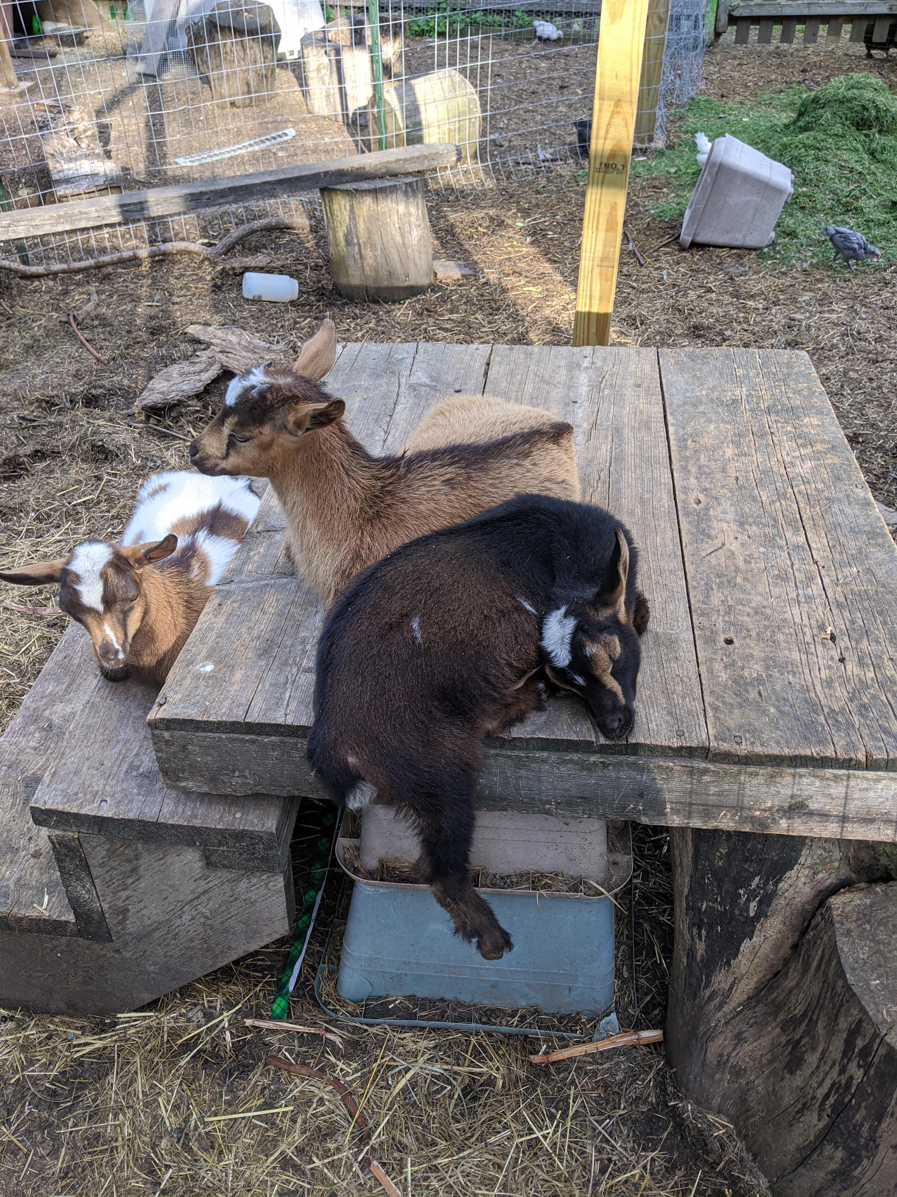 It's so hot the goats are melting! r/goats